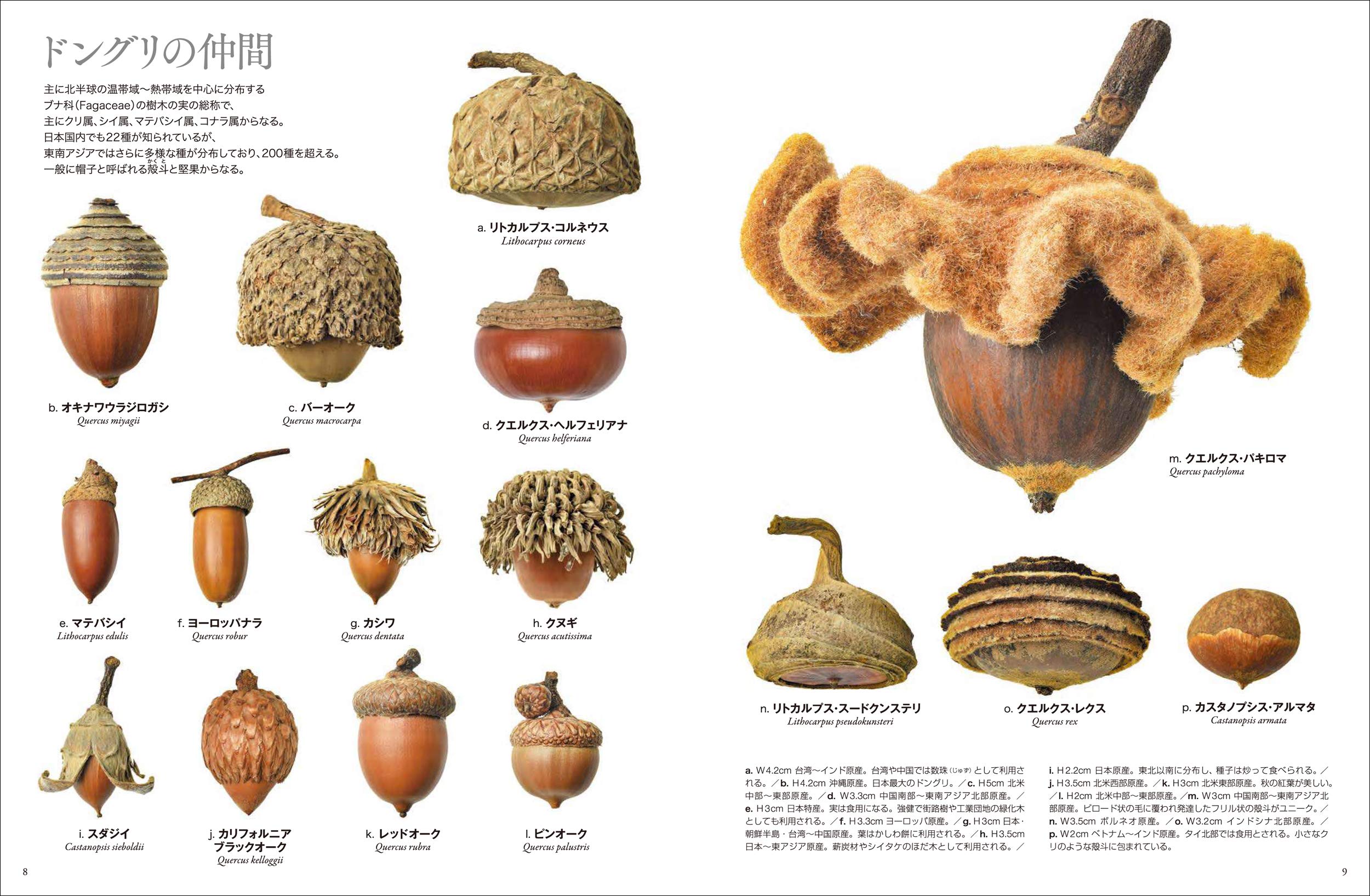 世界のふしぎな木の実図鑑 小林 智洋 山東 智紀 山田 英春 配送料無料