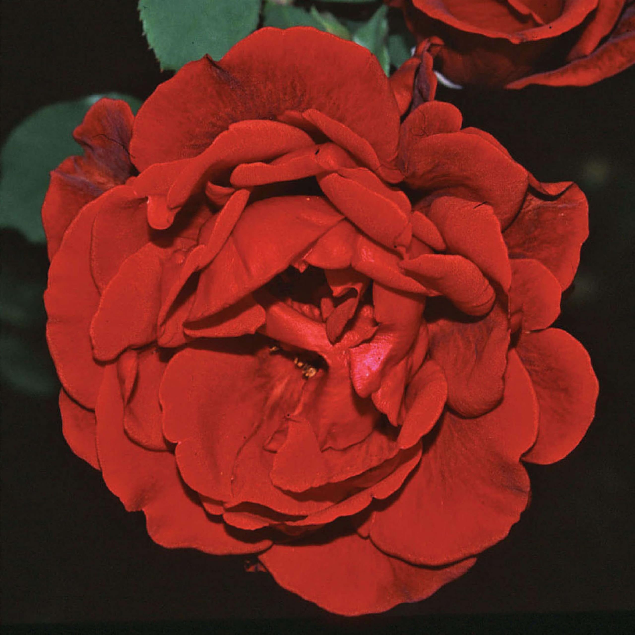Heirloom Climbing Roses Don Juan Live Own Root