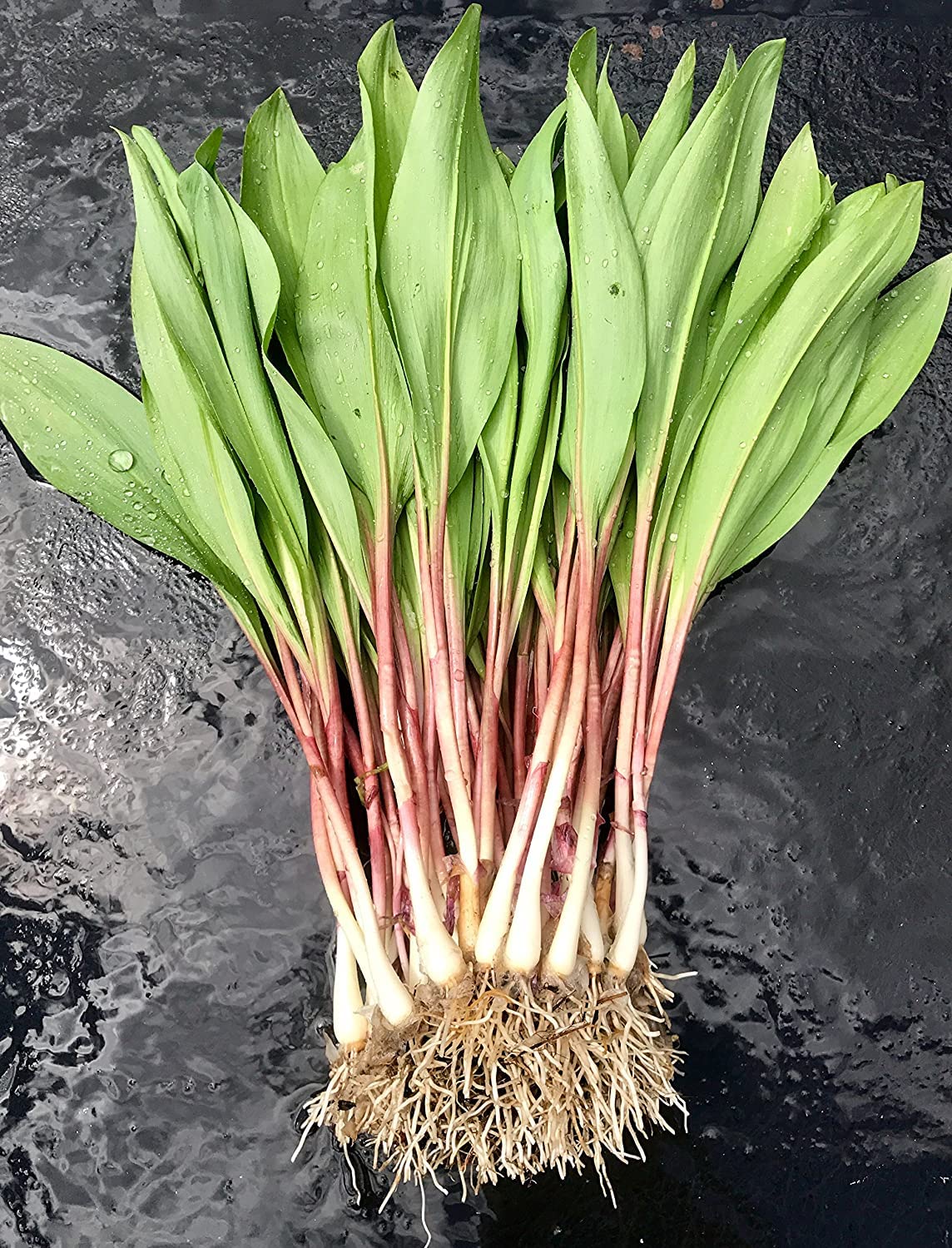 The Wild Leek 25 Fresh Ramps