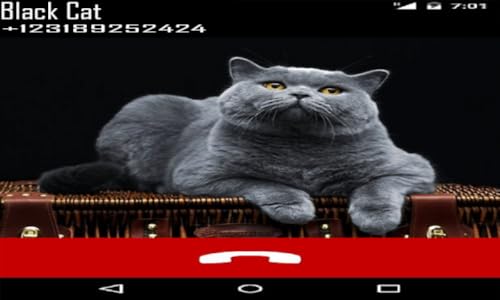 Scary Cat Fake Call Prank and Texting ( Funny Fake Black Cat Joke For Cats Lovers)