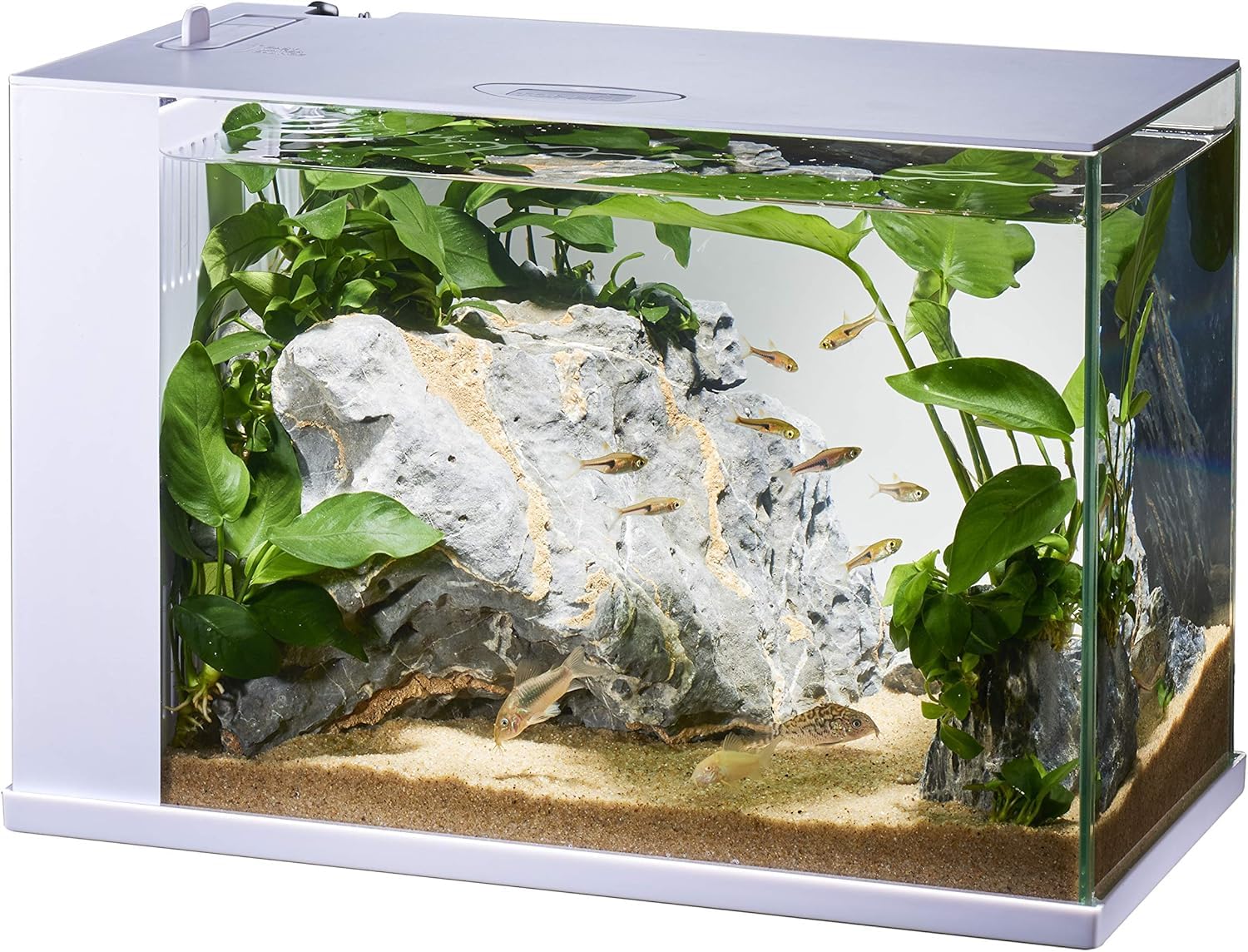 水槽2個セット★GEX ラクテリア ガラス水槽 ★W34×D17.5×H24cm Amazon | ジェックス GEX ガラス AQUARIUM ラクテリア 水換え簡単水槽