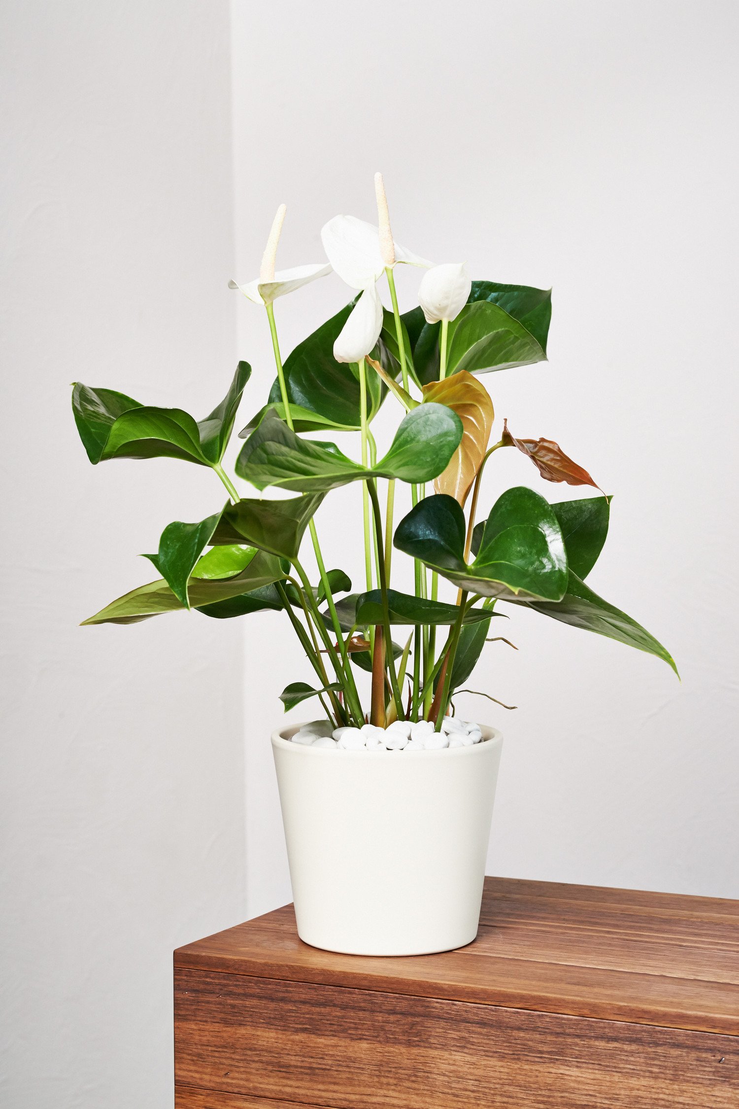 anthurium bvit Anthurium Papillilaminum x BVIT Zara Michelle  Beforeplant