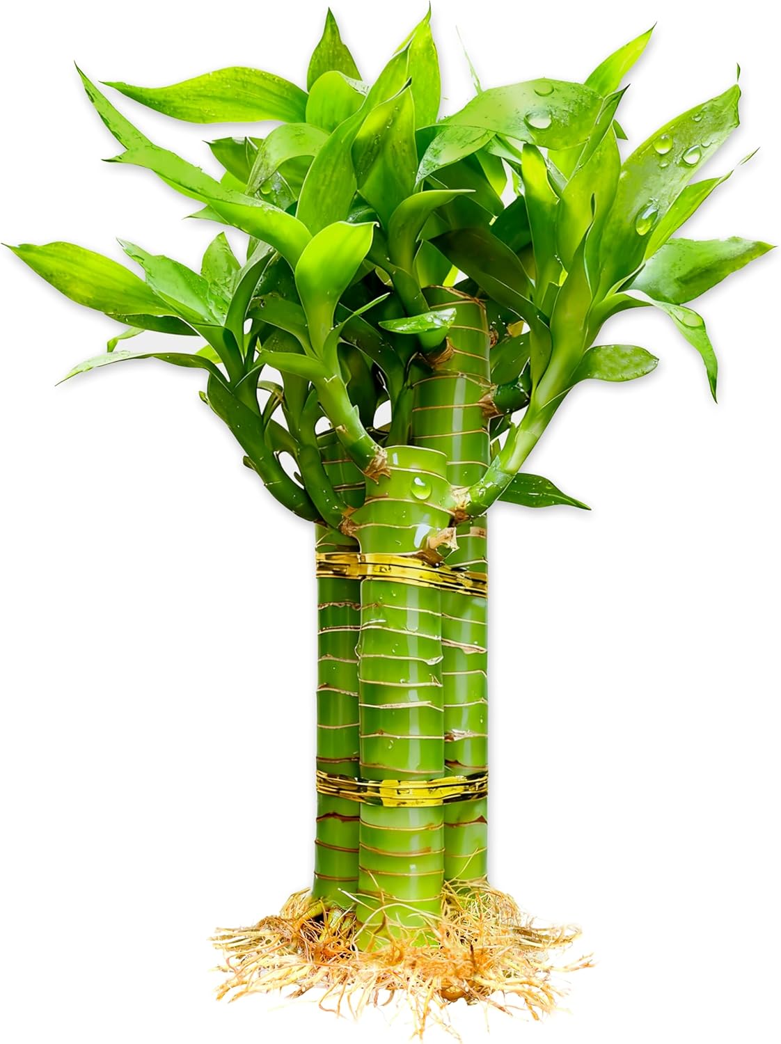 3 Stalks Lucky Bamboo Plants Indoor Live - Multi-Height Set (2x6“ & 1x8”) for Good Luck & Prosperity - Easy Care Houseplant, Home Office Decor Gift Ready