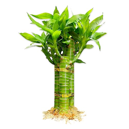 3 Stalks Lucky Bamboo Plants Indoor Live - Multi-Height Set