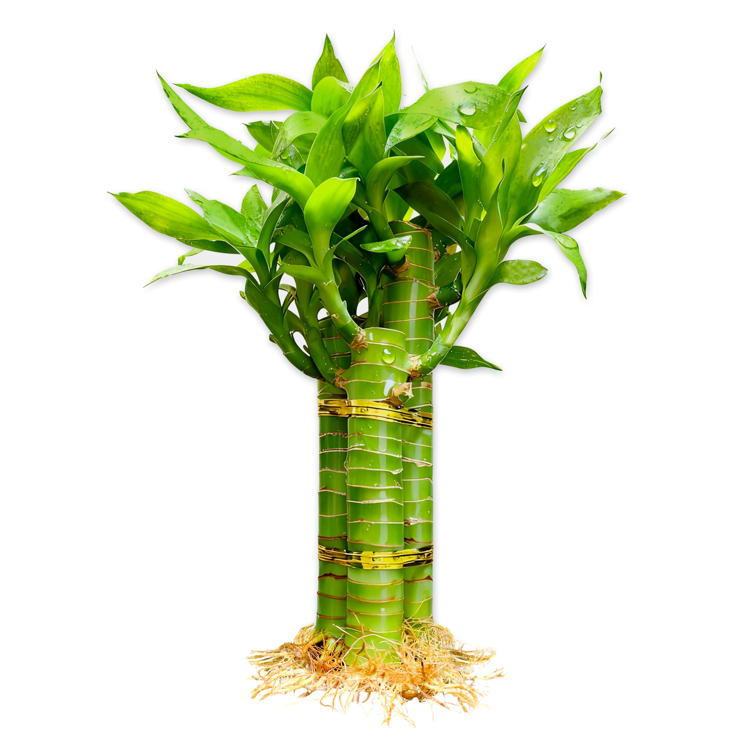 Yagaliga 3 Stalks Lucky Bamboo