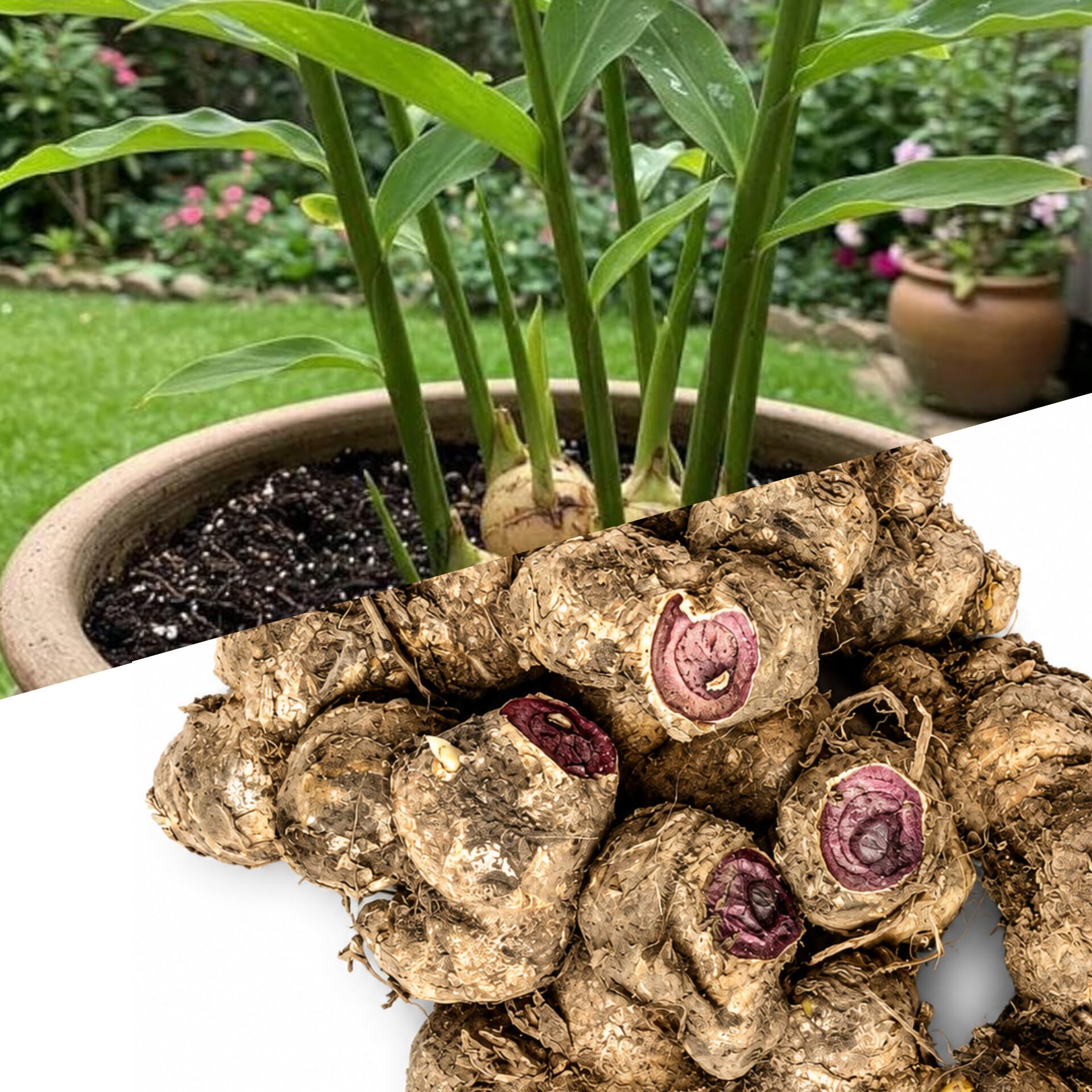 Black Ginger Seeds for Planting 100gm | High Germination-image-7