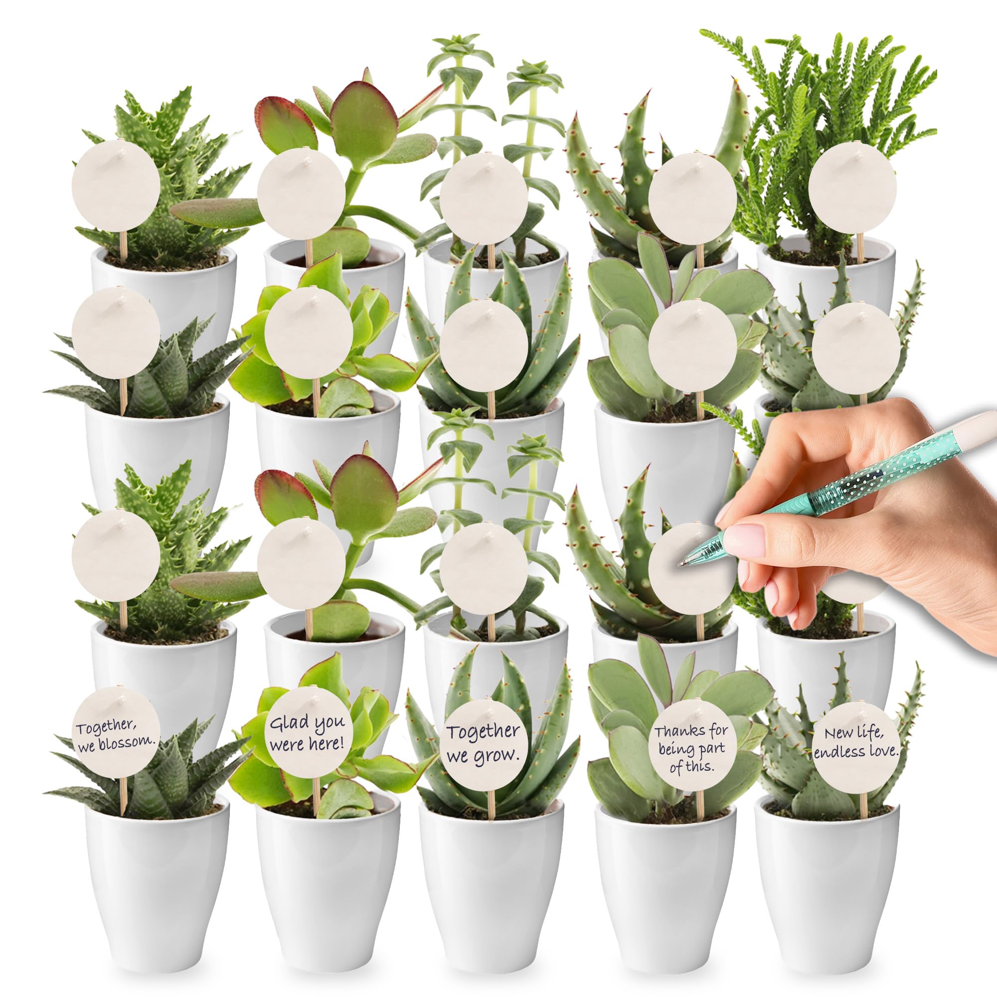 Vdvelde․com - Gastgeschenk Hochzeit, 20 Mini Pflanzen im Keramiktopf | Persönliche Tischdeko für Taufe, Kommunion und Firmenfeier, 20 Sukkulenten Ø 6 cm plus Kärtchen zum Beschriften