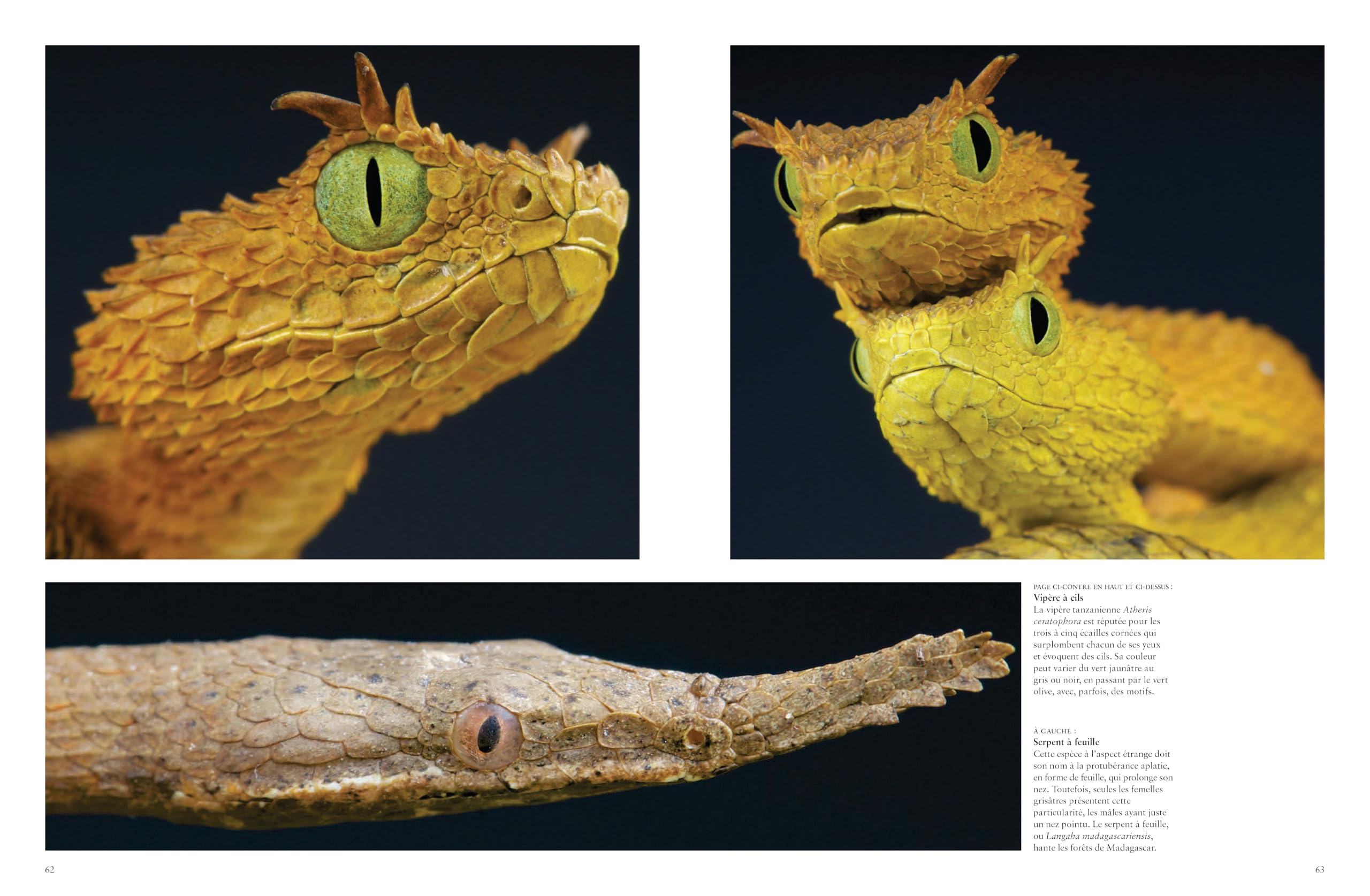 Les serpents: Mystérieux et étonnants
