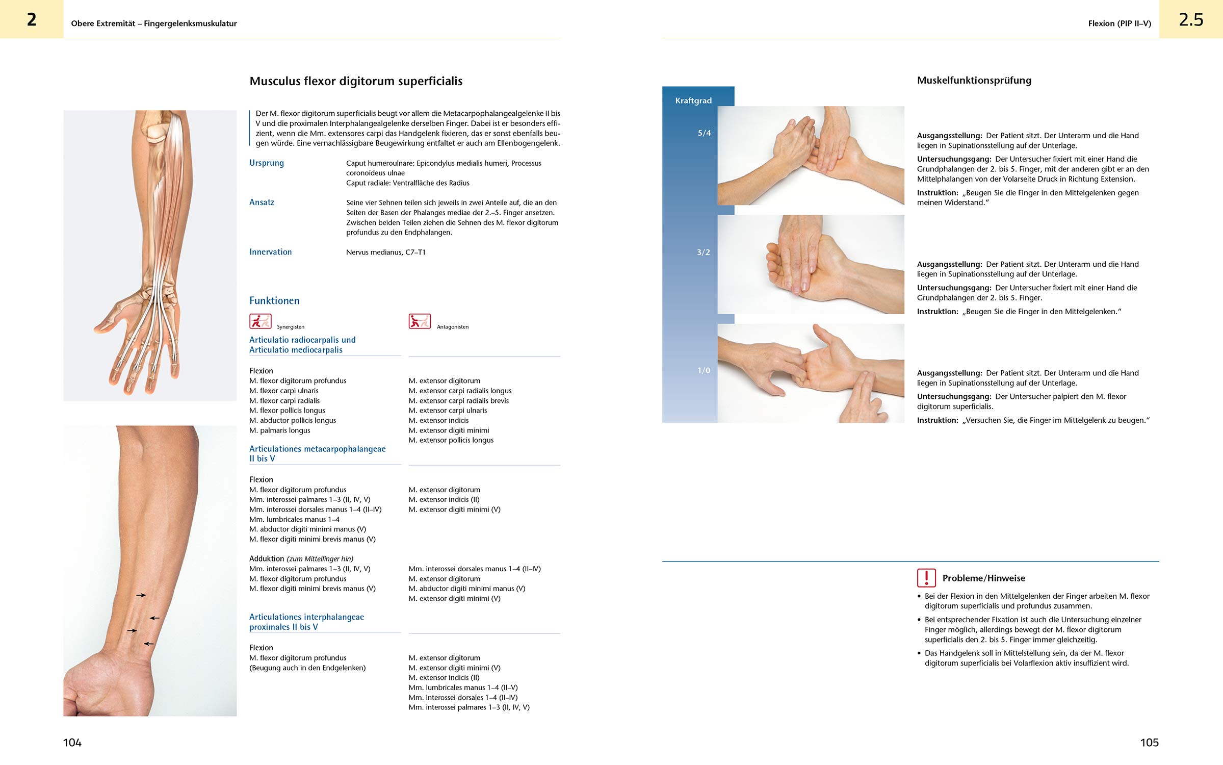 Das Muskelbuch: Anatomie | Untersuchung | Bewegung (inkl. Anatomieposter)