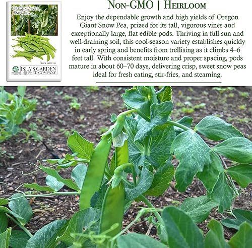 Miniatura 3 de Semillas de guisantes de nieve gigantes de Oregon para plantar, más de 25 semillas de reliquia por paquete, semillas de jardín de Isla (semillas de