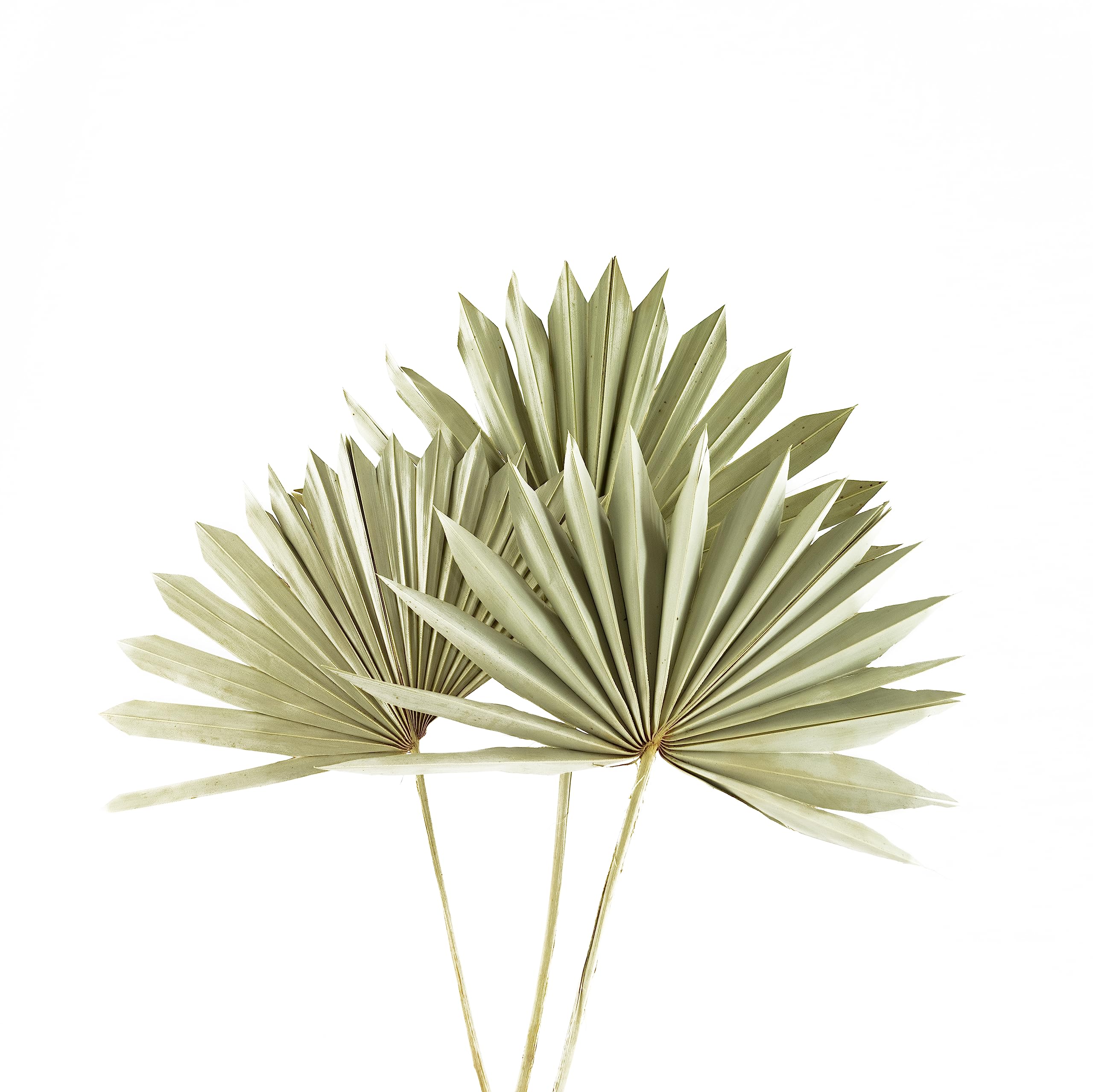 Flowers and Fillers 3 Pcs Dried Sun Palm Leaf | Dried Palm Leaf for Home Dcor, Bedroom, Table Decoration, Vase Filler (Without Vase Pot)-image-10