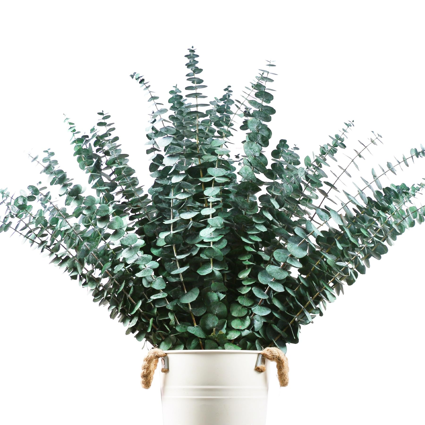 48 Pcs Large Dried Eucalyptus Stems - Natural Eucalyptus Branches for Shower Hanging, 17" Preserved Plants Steam Shower for Women and Men, Relaxation Set, Mother's Day