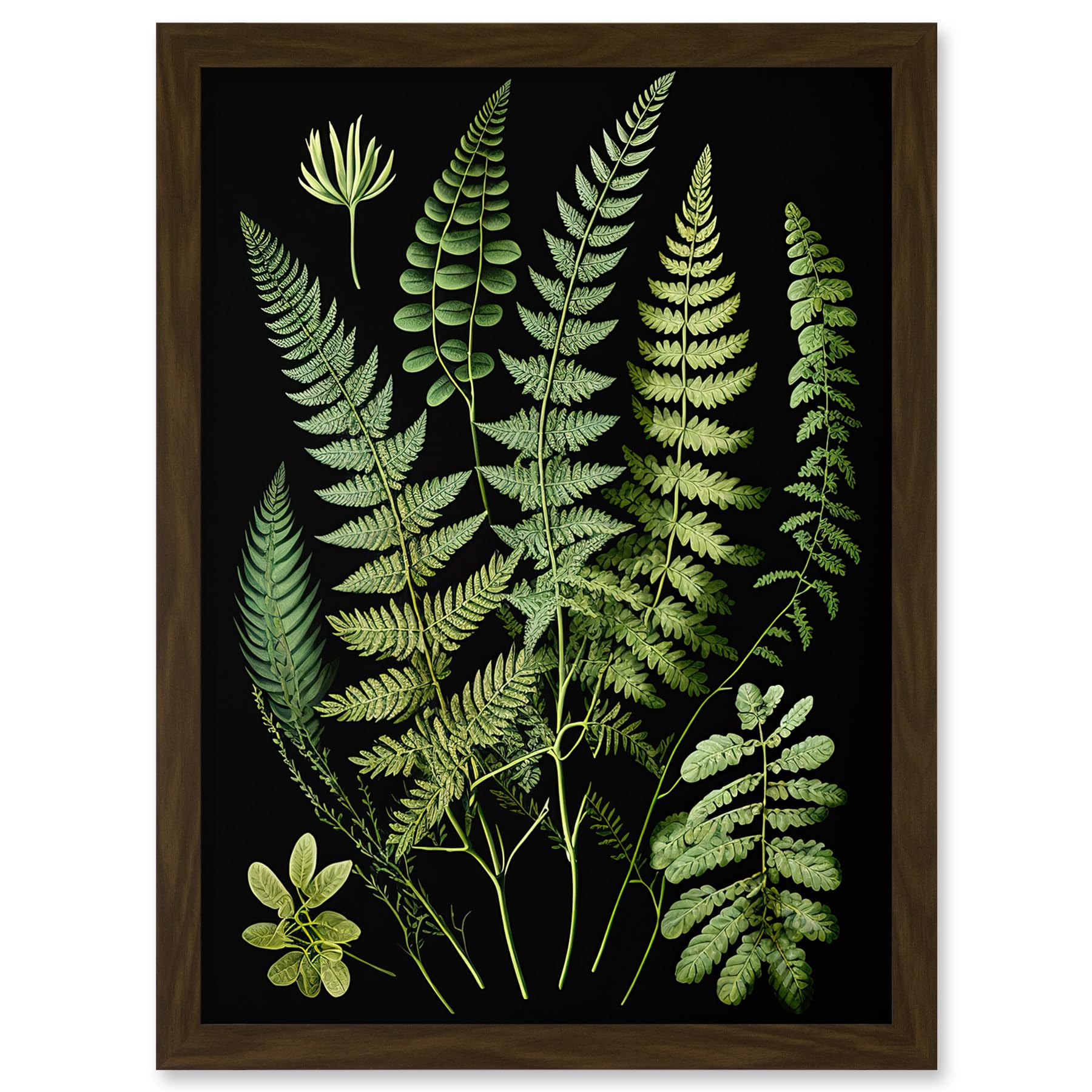 Artery8 Fern Fronds Detailed Leaves Botanical Illustration Artwork Framed A3 Wall Art Print