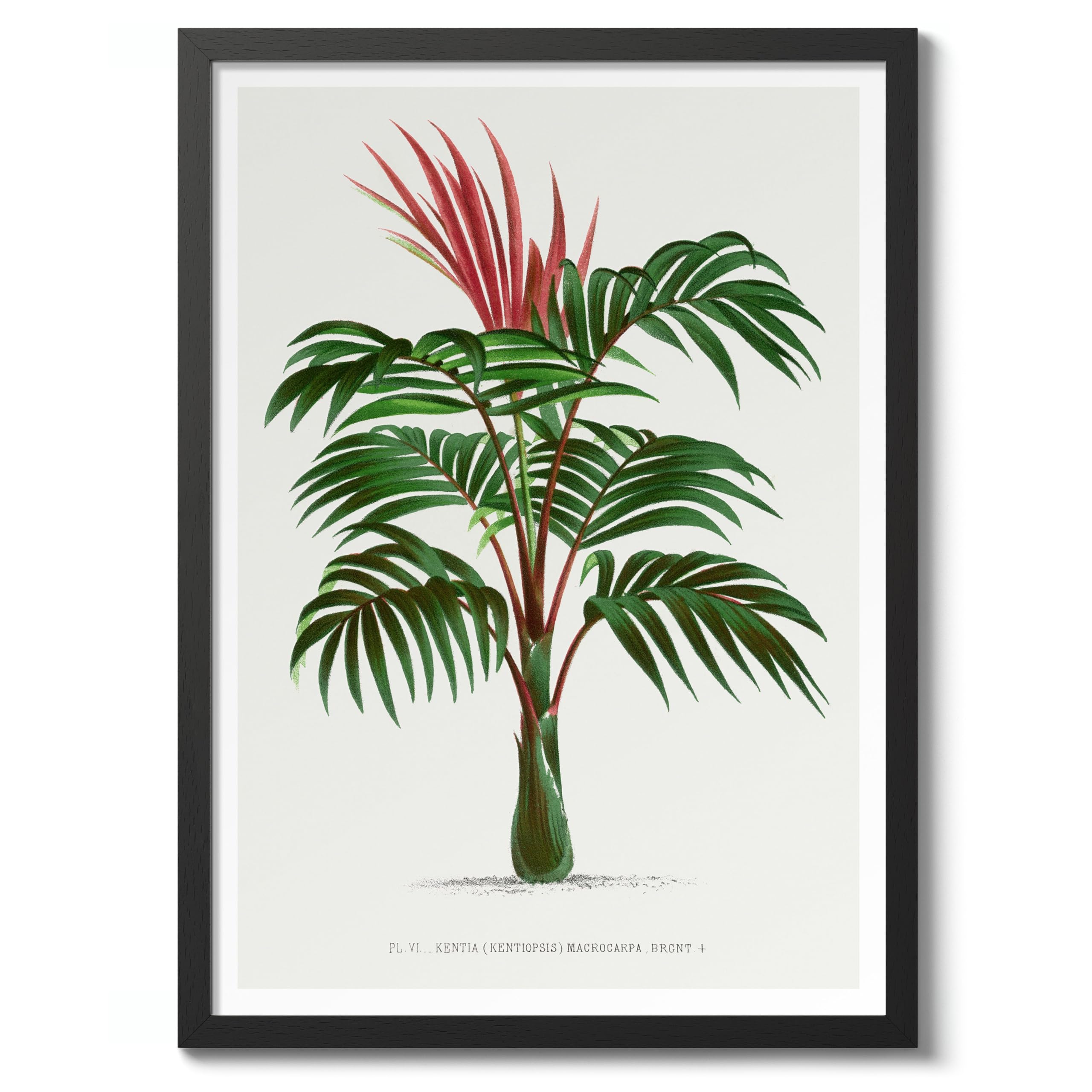 Kentia Macrocarpa Vintage Botanical Tree Poster, Nature Home Decor Wall Art, Retro Encyclopedia Illustration, Archival Matte, A4 (Black Frame) - 29.7x21cm — image 1