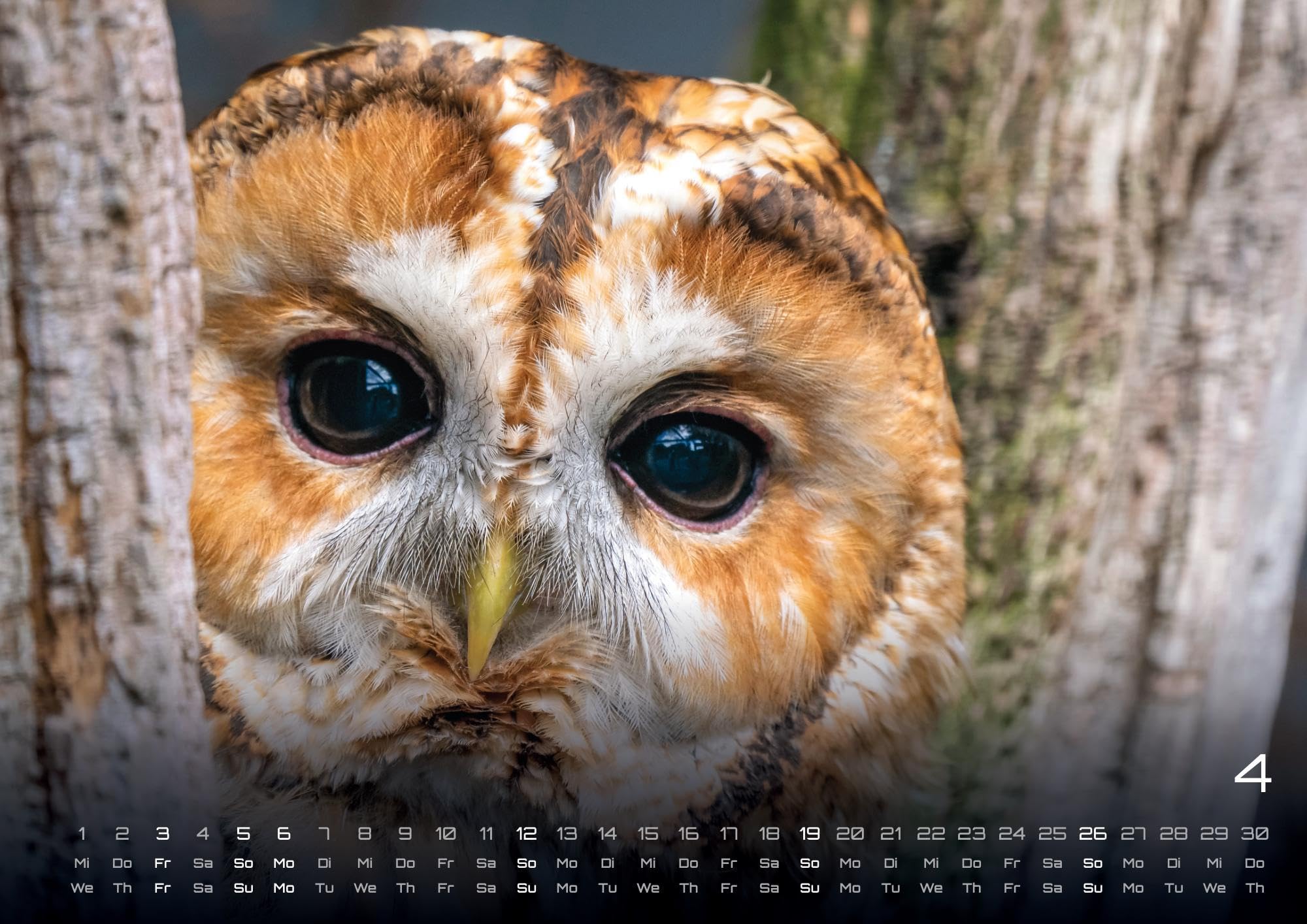 Eulen - Wächter der Nacht - 2026 - Kalender DIN A2: Der Wandkalender mit den schönsten Eulen-Motiven für das Jahr 2026 im extragroßen Format DIN A2 (ca. 60 x 42 cm)!