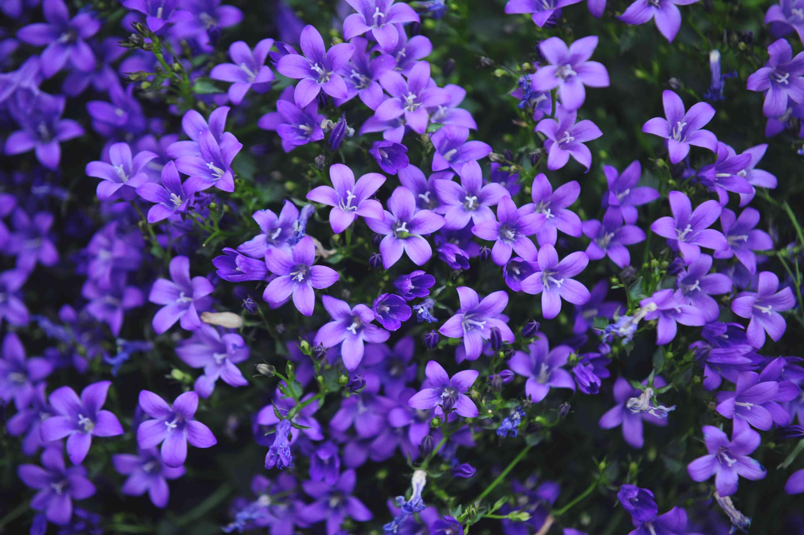 Carbeth Plants Campanula Bavarian Blue Alpine Plant