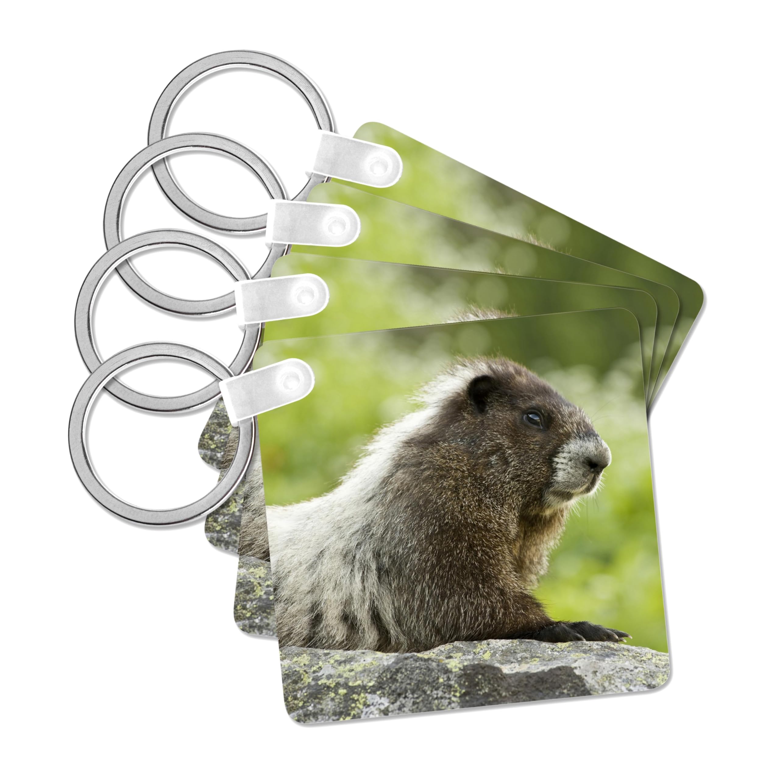 3dRose, Washington, North Cascades NP, Marmot wildlife - US48 BJA0239 - Jaynes Gallery, set of 4 Key Chains