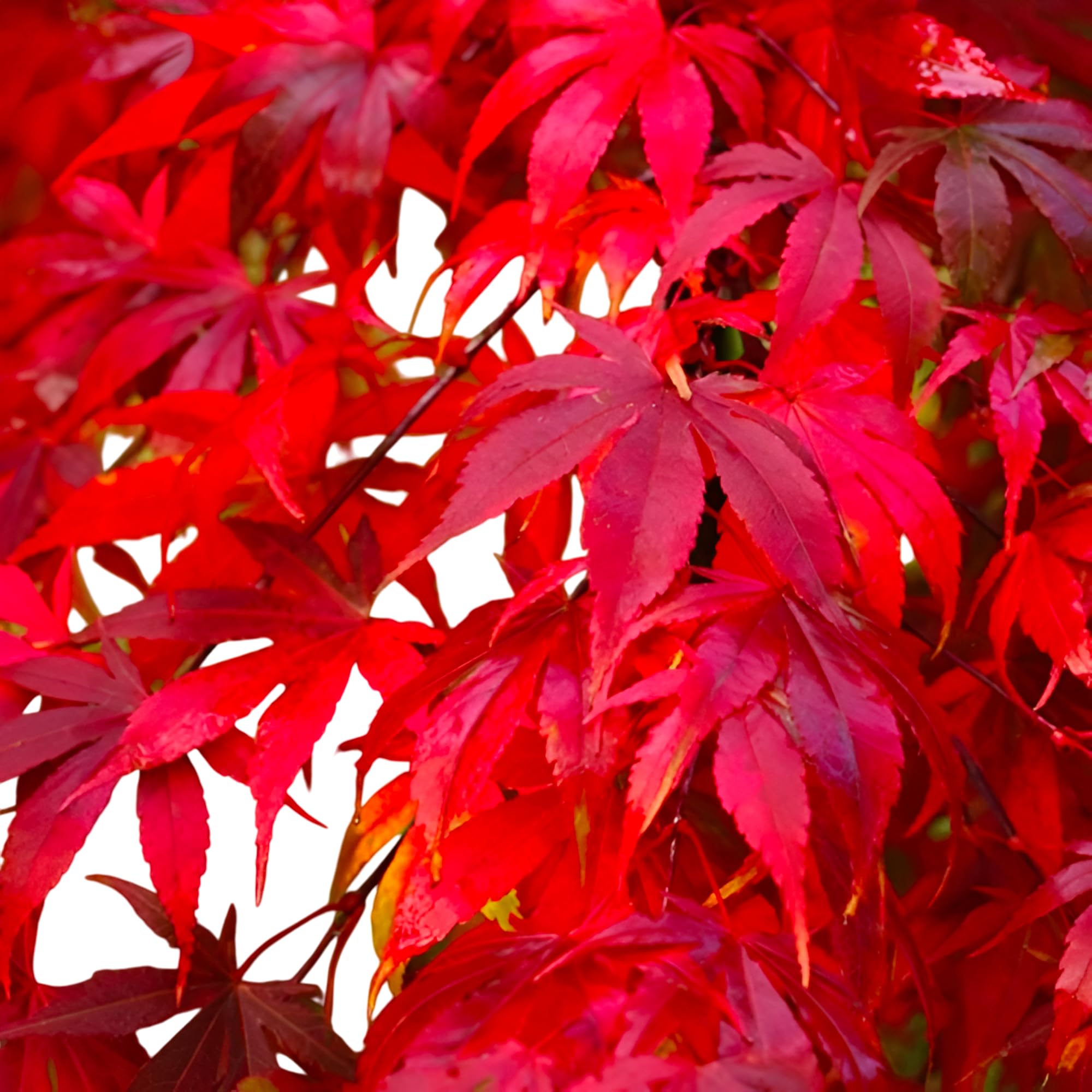 Fireglow Japanese Maple Tree – Hardy Ornamental Acer Palmatum with Bright Red Foliage, Fireglow Japanese Maple Live Plant for Garden & Landscape (7