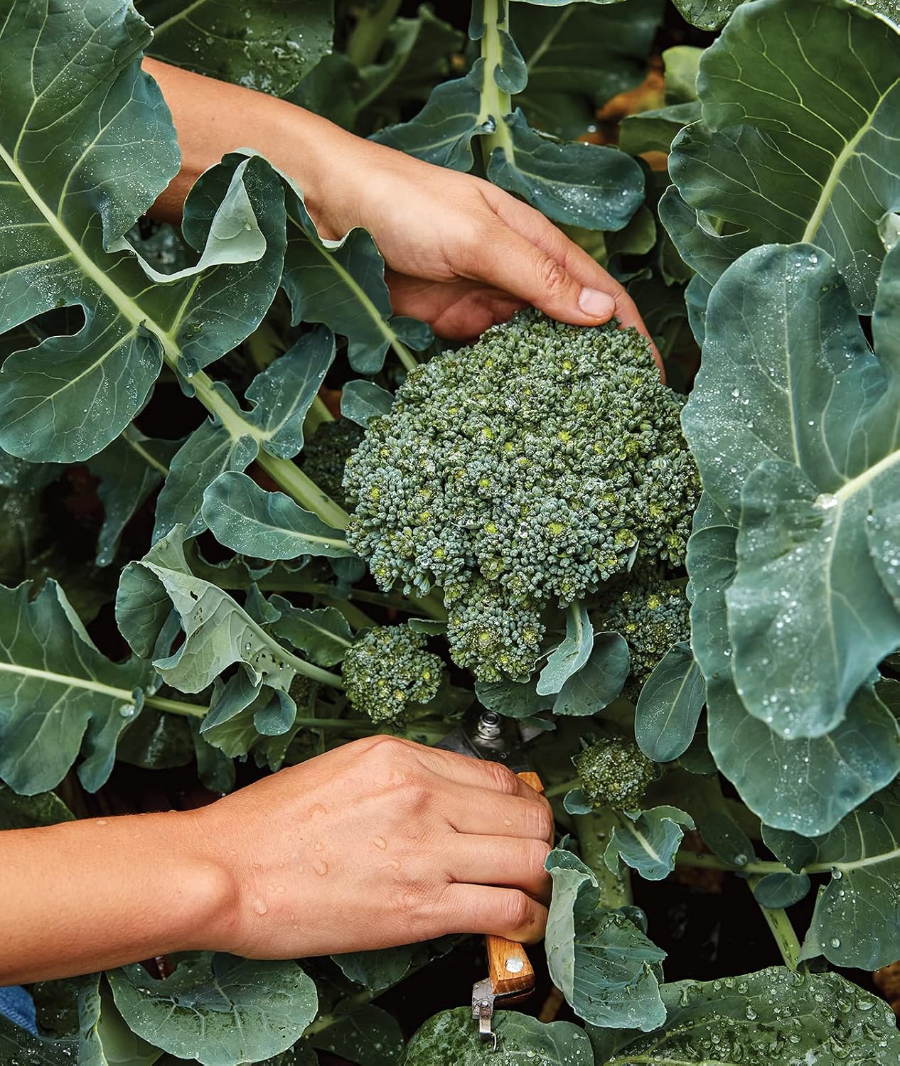 Burpee Sun King Broccoli Seeds 400 seeds