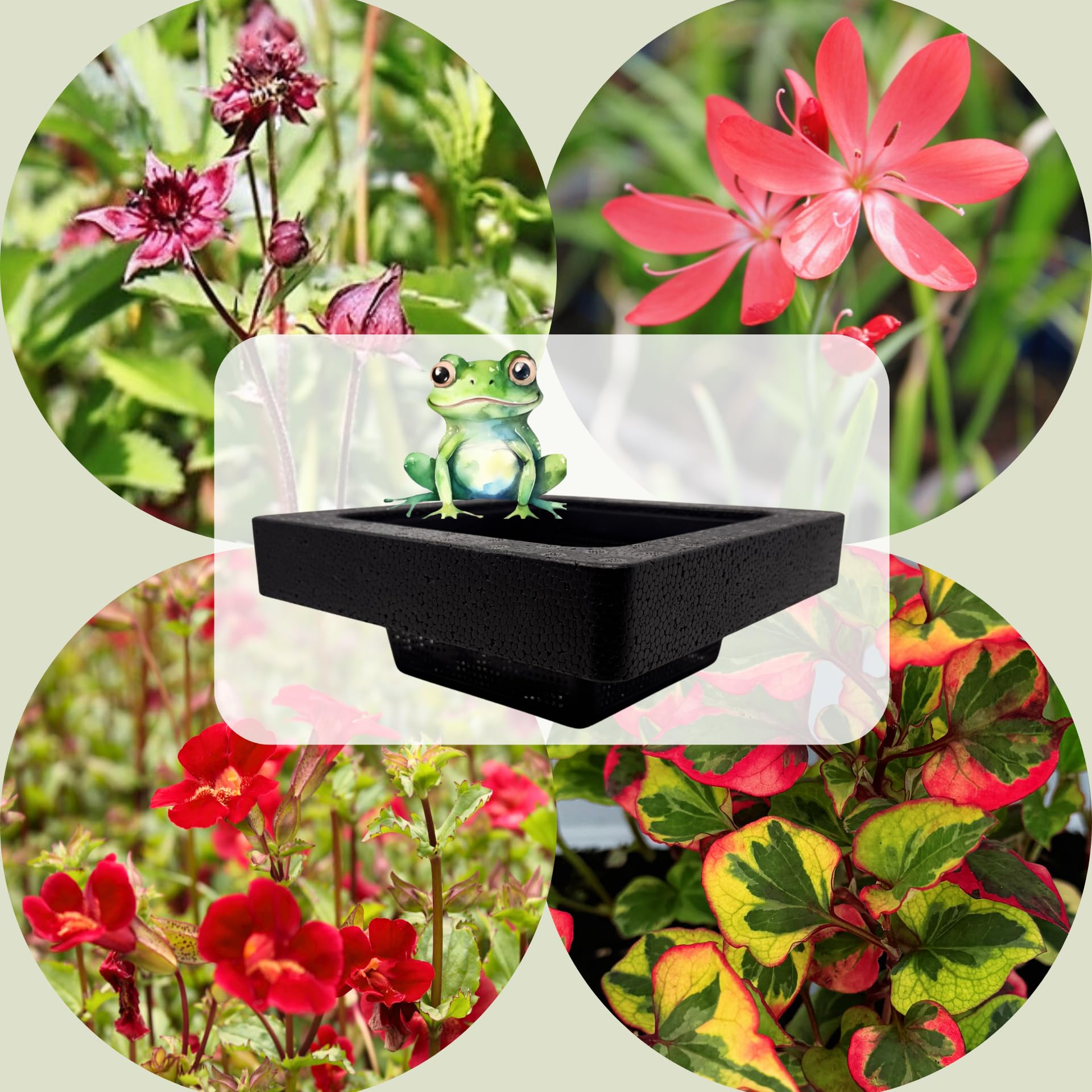 FROG-ISLAND purpurrot- SCHWIMMINSEL inklusive Pflanzen - REIHERSCHUTZ - 4er-Mix mit Pflanzinsel - QUALITÄTSSTAUDEN im Pflanzkorb - Frosch-Insel für Gartenteich