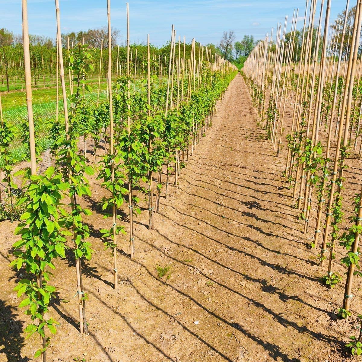 FlickBuyz Gardens Strong Thick Heavy Duty Professional Bamboo Plant Support Garden Canes 