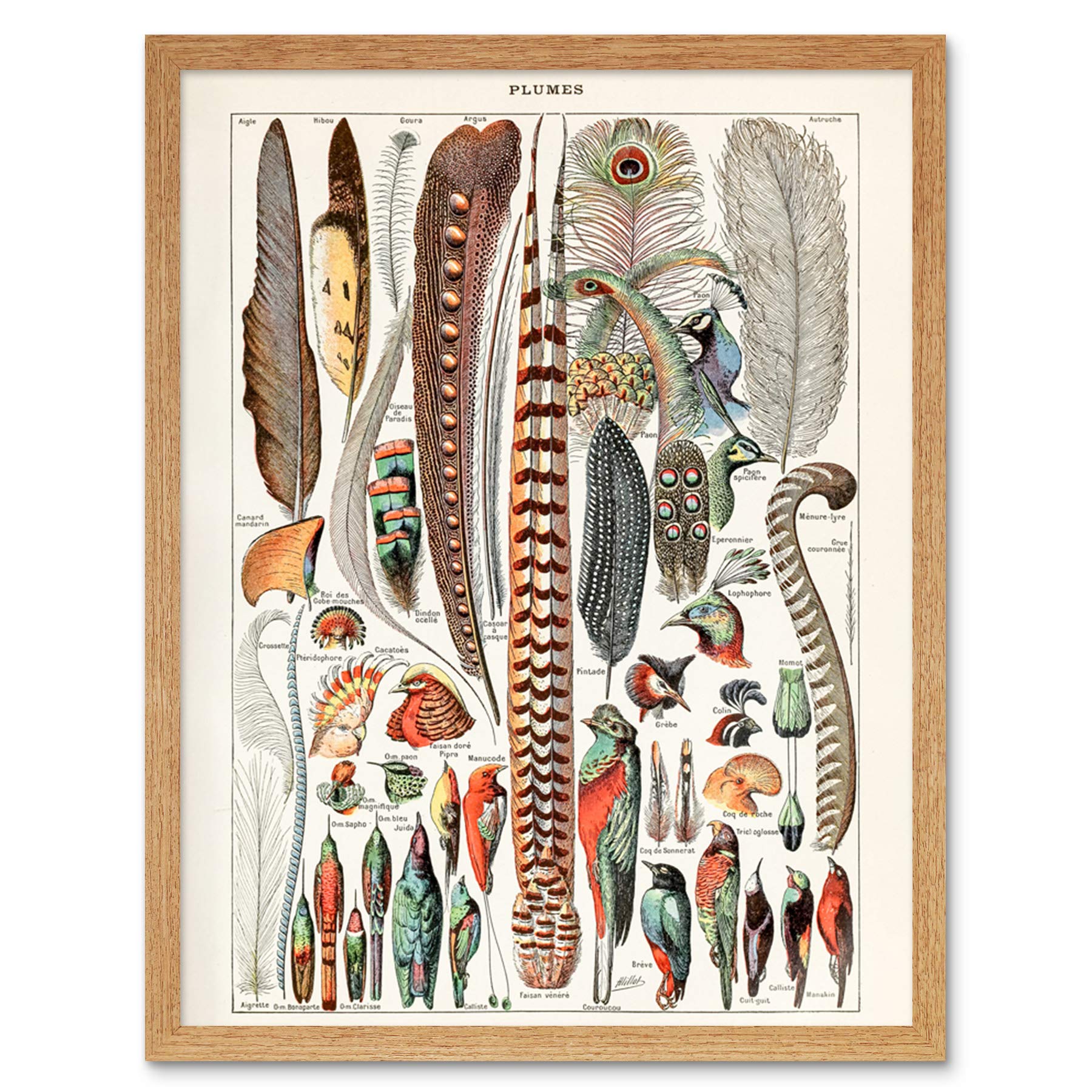Artery8 Millot Encyclopedia Page Molluscs Shells Art Print Framed Poster Wall Decor 12x16 inch — view 137