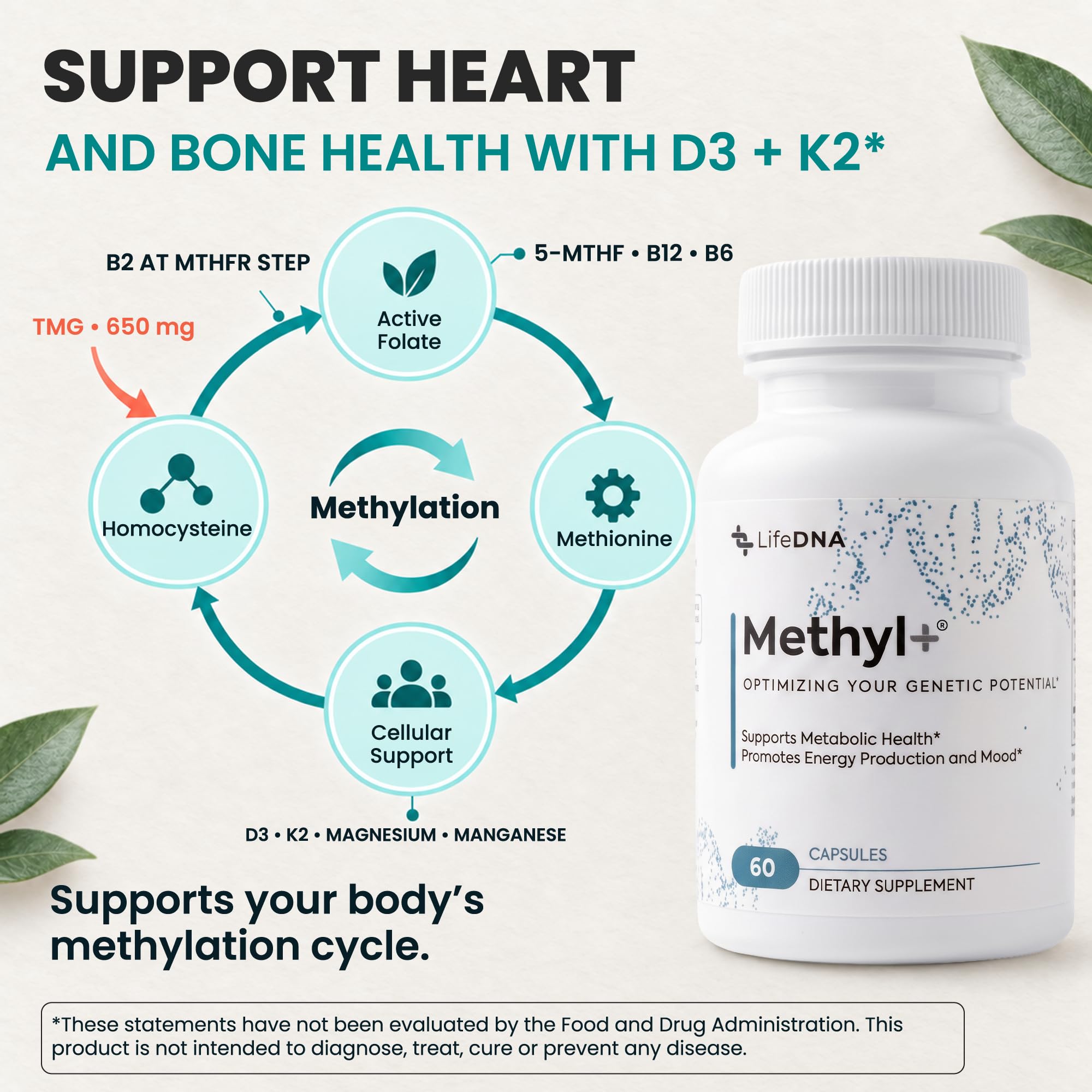 LIFEDNA Methyl + Methylfolate - Active 5-MTHF & TMG Formula — Amazon image 4