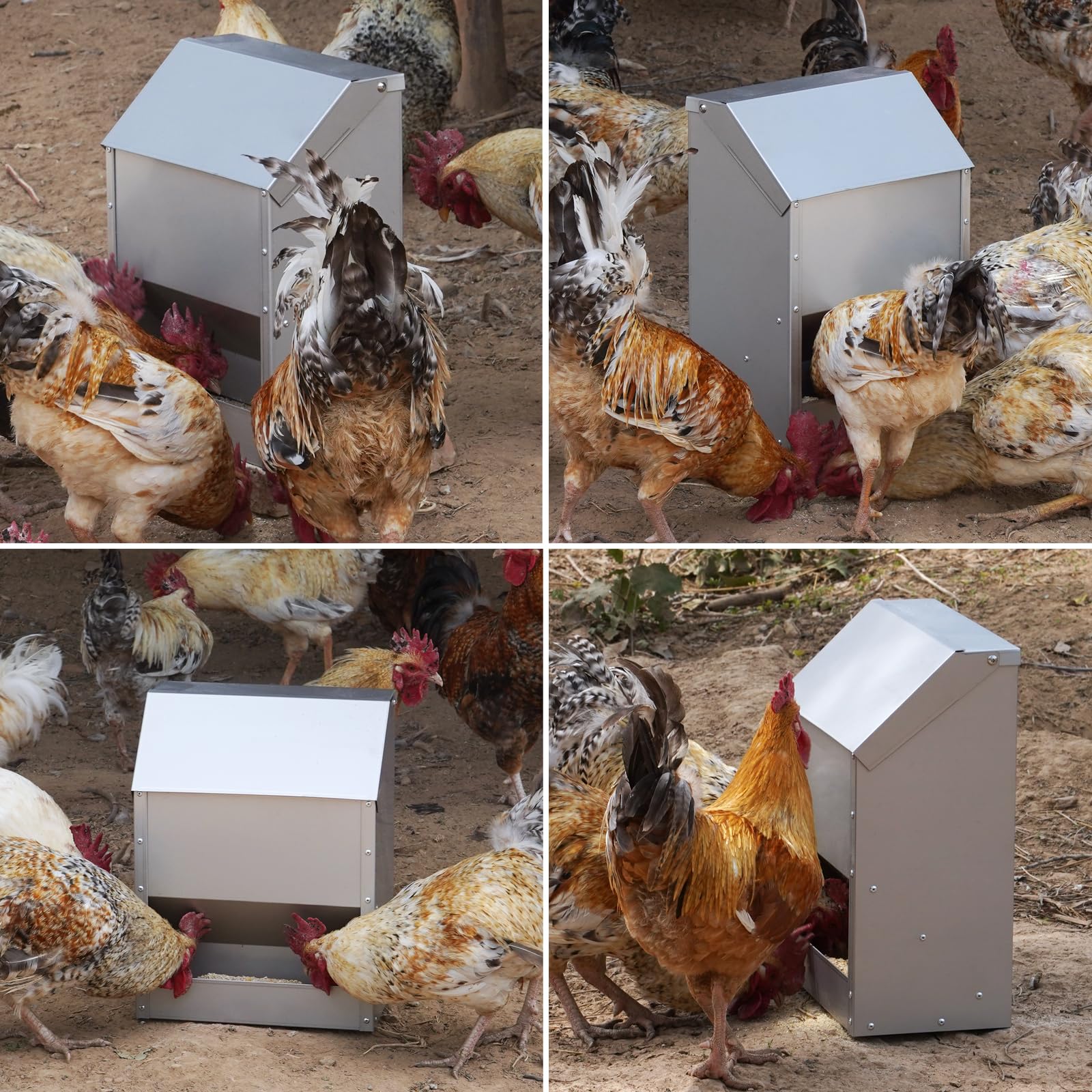 Distributore Automatico Mangime Per Polli, 10 Kg di Mangime per Pollame Appeso in Acciaio Inox con Abbeveratoio per Polli, Senza Sprechi, Mangiatoia per Pollai All'Aperto, Mangiatoia per Anatre, Oche