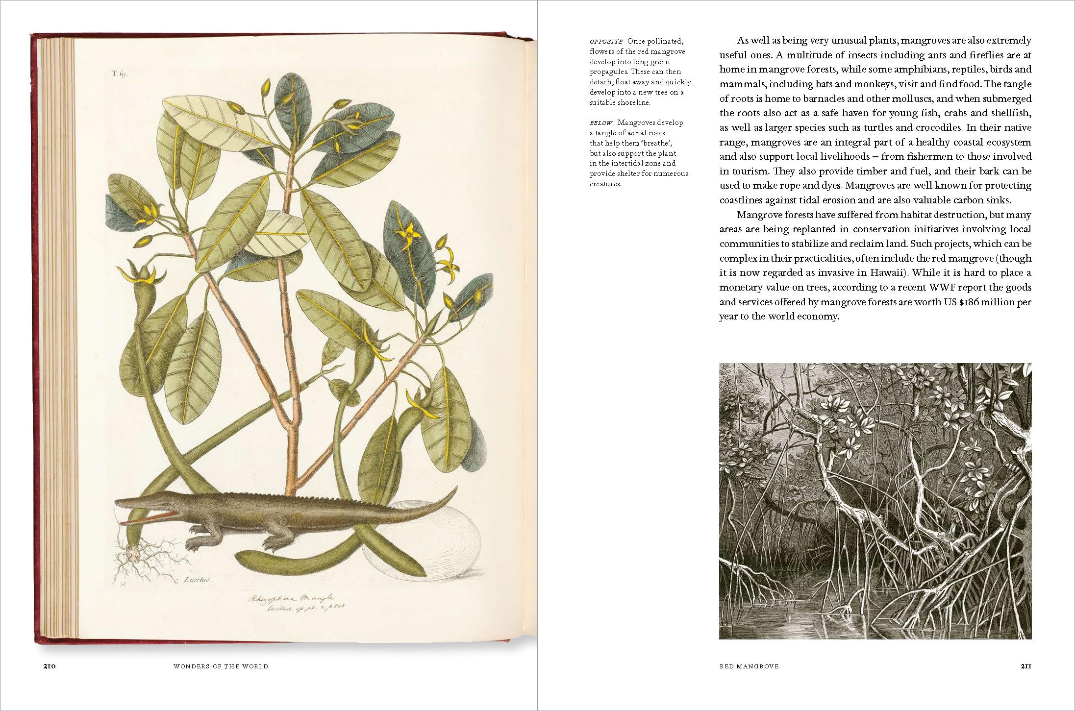 Remarkable Trees