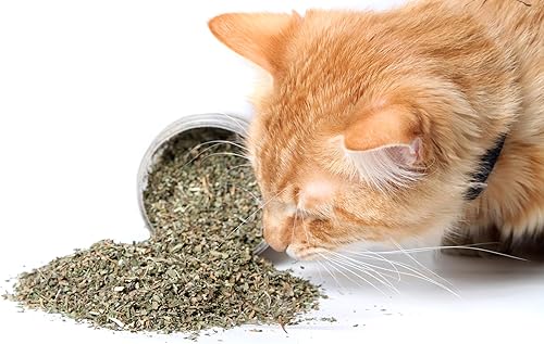 Semillas orgánicas de hierba gatera (Nepeta cataria) 150 semillas (0.02 oz) - Catswort, Catwort, Catmint por Smoke Camp Crafts