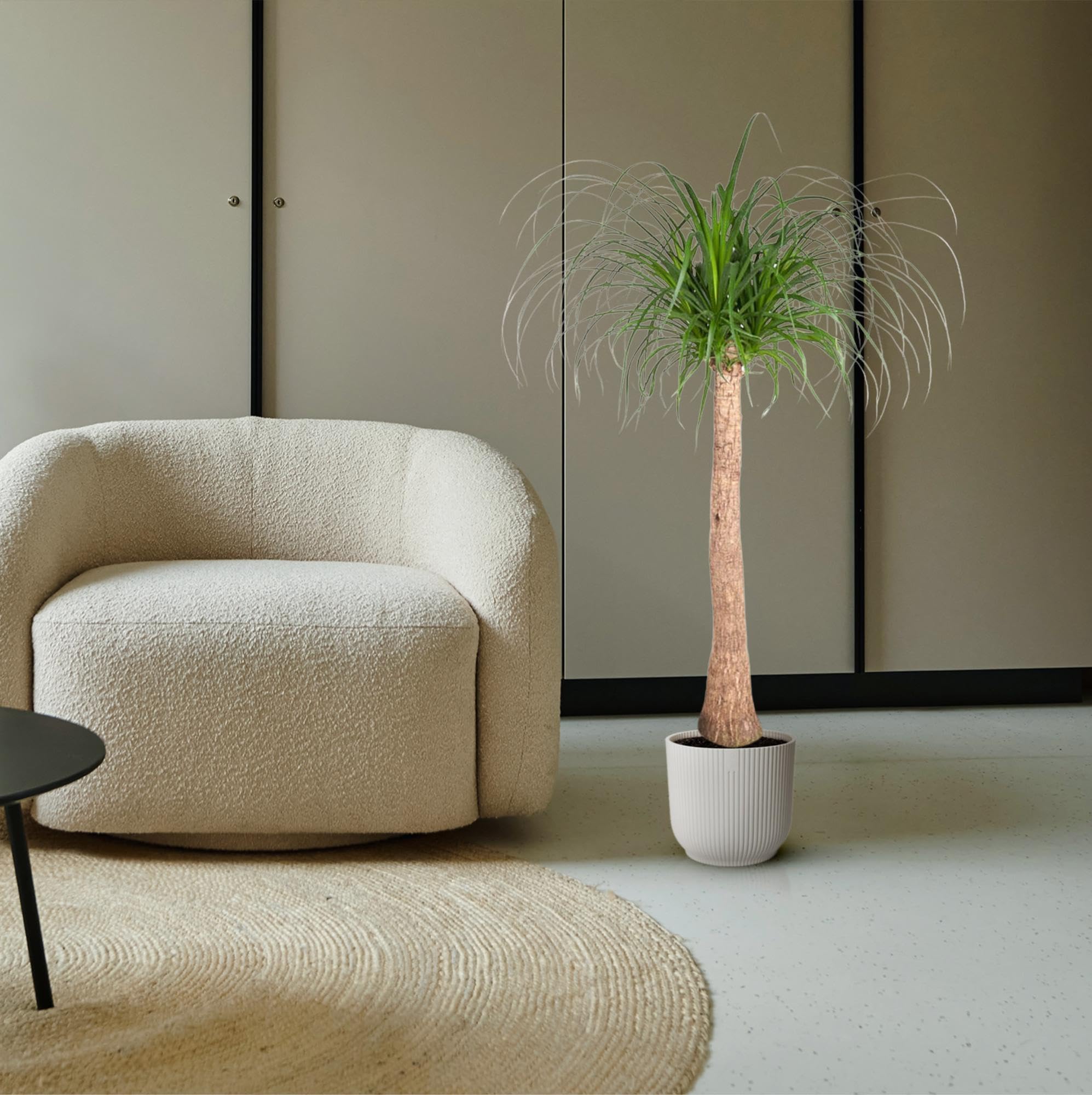 Beaucarnea Roślina pokojowa z pniem, do użytku w pomieszczeniach, zielona, 120 cm, Ø 32 cm