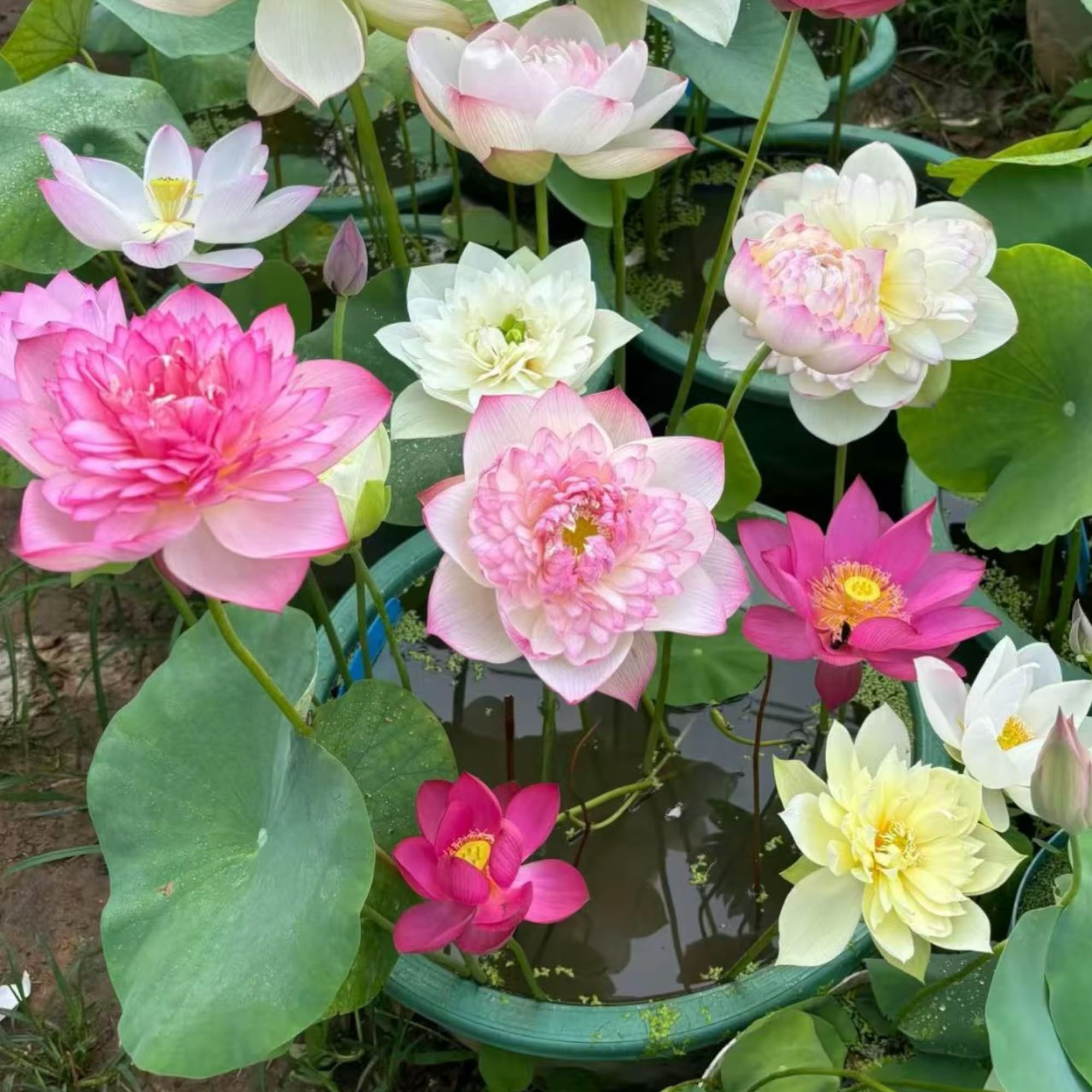 Amazon.com : 20pcs Bowl Lotus Seeds for Planting - Bonsai Lotus Seeds,  Water Lily Flower, Aquatic Plants, Ideal for Ponds, Non-GMO Home Garden Plant  Seeds, Flowering Aquatic Bonsai : Patio, Lawn &
