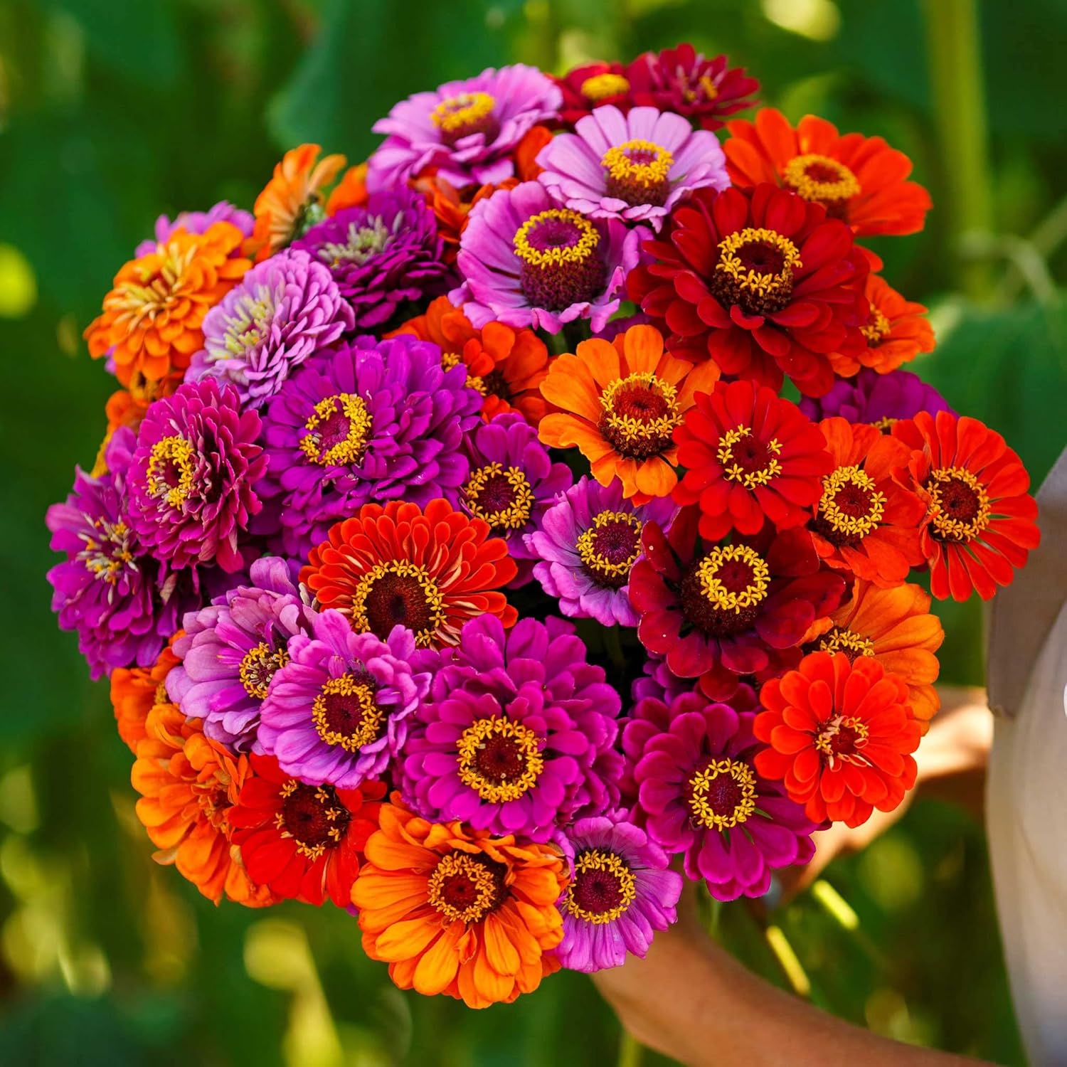 Eden Brothers Zinnia Seeds - Orange King, Non-GMO Seeds for Planting, 1/4 lb | Low-Maintenance Flower Seeds, Plant During Spring, Zones 3, 4, 5, 6, 7, 8, 9, 10