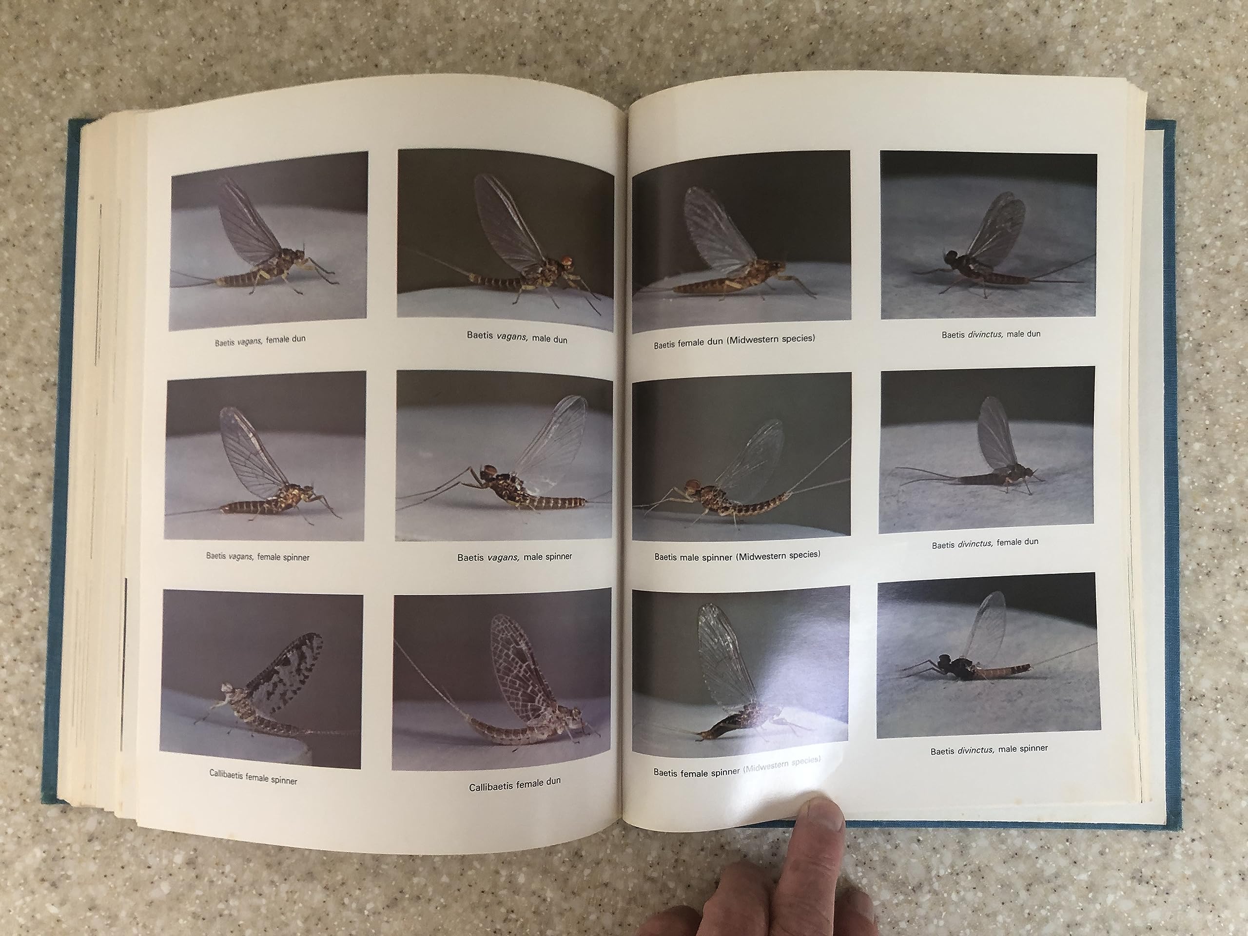 Hatches: A Complete Guide to Fishing the Hatches of North American Trout Streams