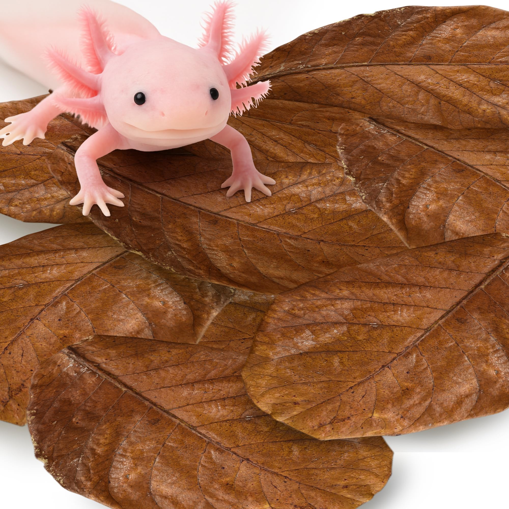 SunGrow 10 Pack Axolotl Indian Almond Leaves for Aquarium, 8-Inches, Catappa Leaf Soothes Pet’s Slime Skin, Aquarium Water Conditioner Leaves Improves Tank Water Quality, Speeds Up Recovery Process