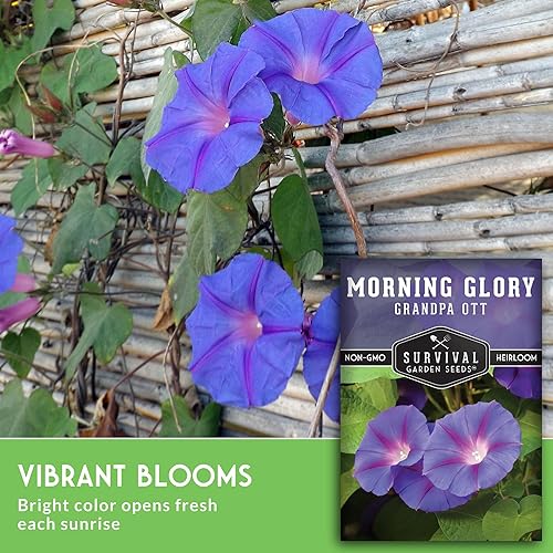 Miniatura 5 de Survival Garden Seeds - Grandpa OTT Morning Glory Seed para plantar - Paquete con instrucciones para plantar y cultivar Ipomoea Purpurea en el