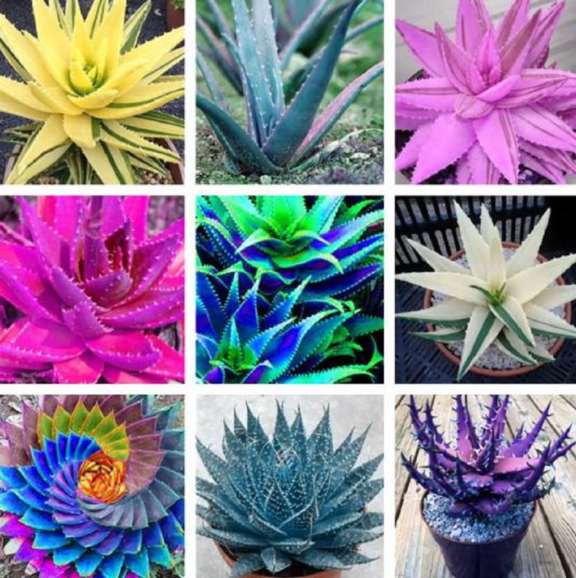 CHUXAY GARDEN Mixed Aloe Vera Plant Seed 120 Seeds Edible Herb Plant Beauty Succulents Plants Attractive Serrated Pointy Leaves Decor Garden