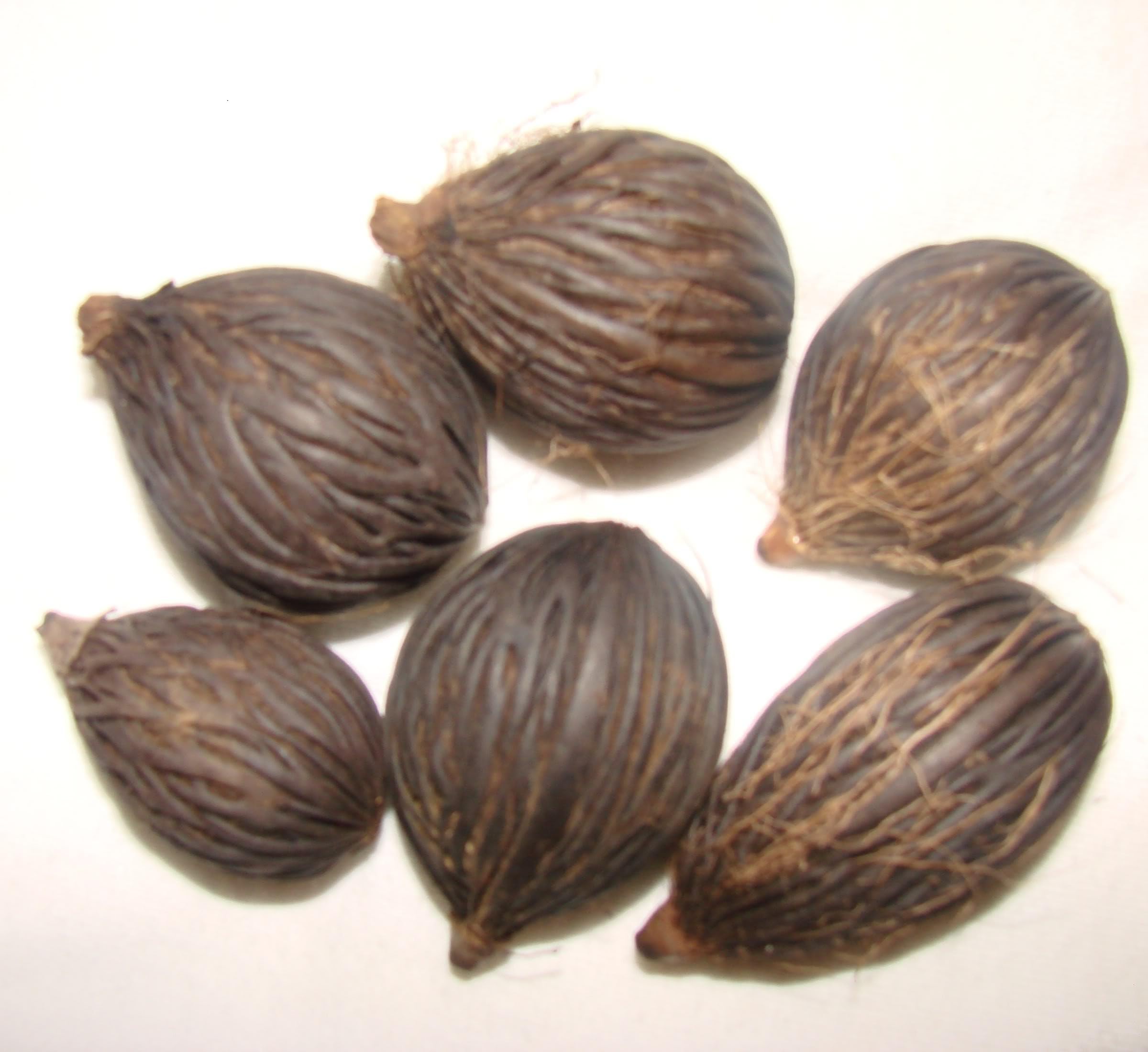 20 SEEDS WODYETIA BIFURCATA FOXTAIL PALM FRESH READY SOW VIABLE SEED TROPICAL GARDEN
