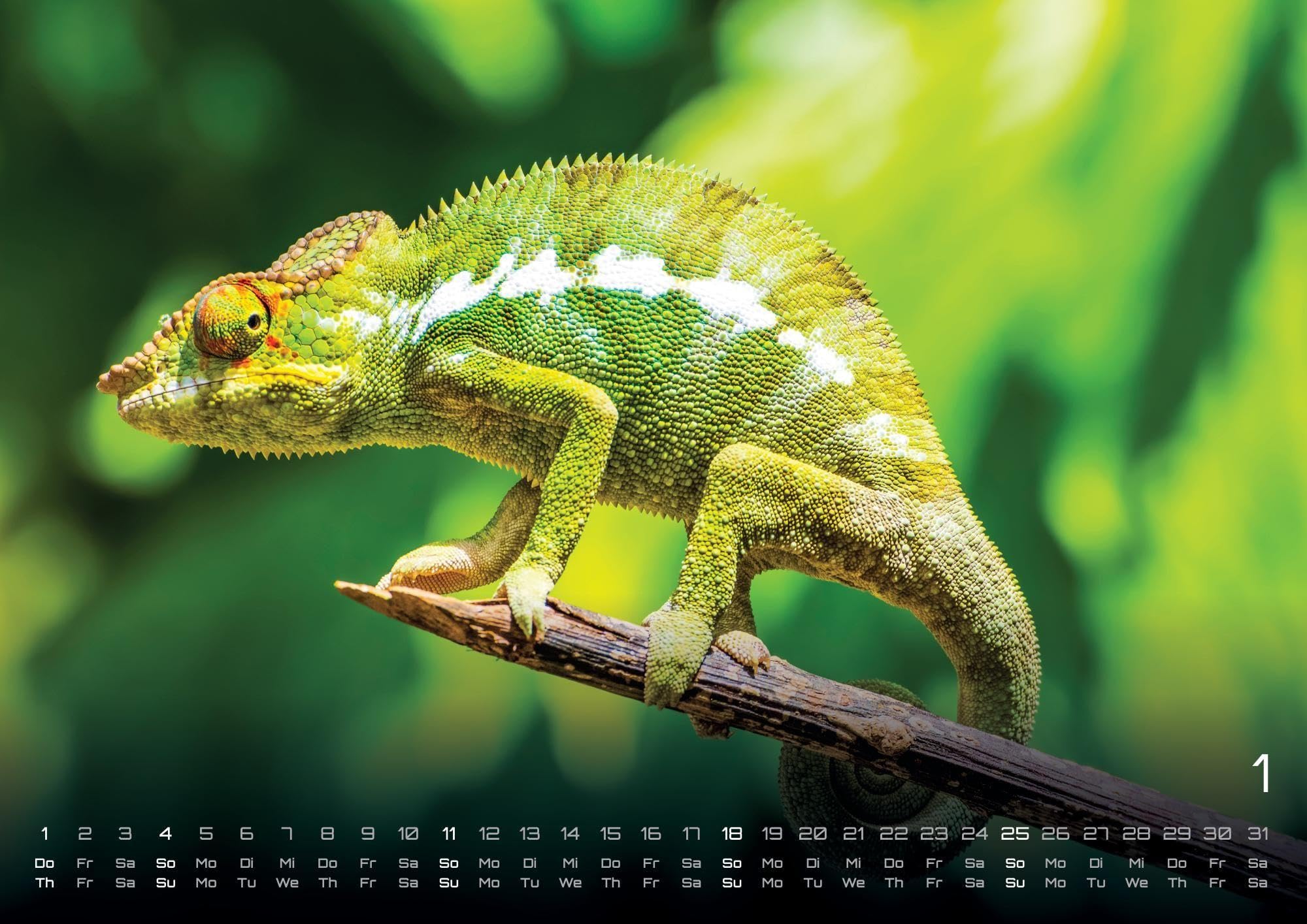 Afrikas Tierwelt - Der Tierkalender - 2026 - Kalender DIN A2: Der Wandkalender mit den schönsten Motiven Afrikas Tierwelt für das Jahr 2026 im extragroßen Format DIN A2 (ca. 60 x 42 cm)!