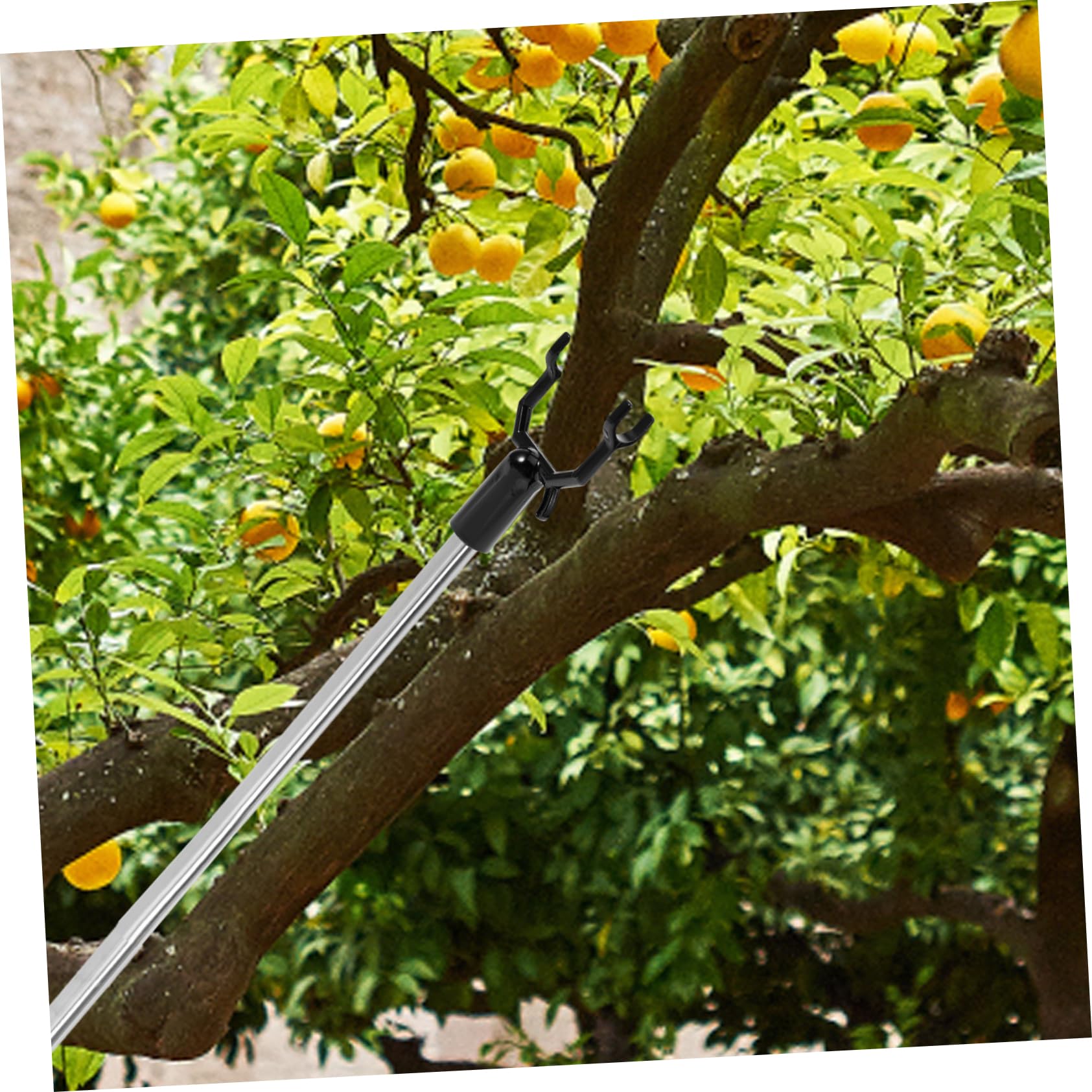 Spargitore Ramo Spalmatore for rami di frutta Rami di alberi da frutto Supporto fisso for piante