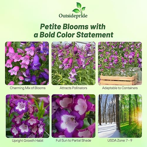 Miniatura 2 de Outsidepride Perennial Penstemon Miniature Bells Garden Flower Seeds - 250 Semillas