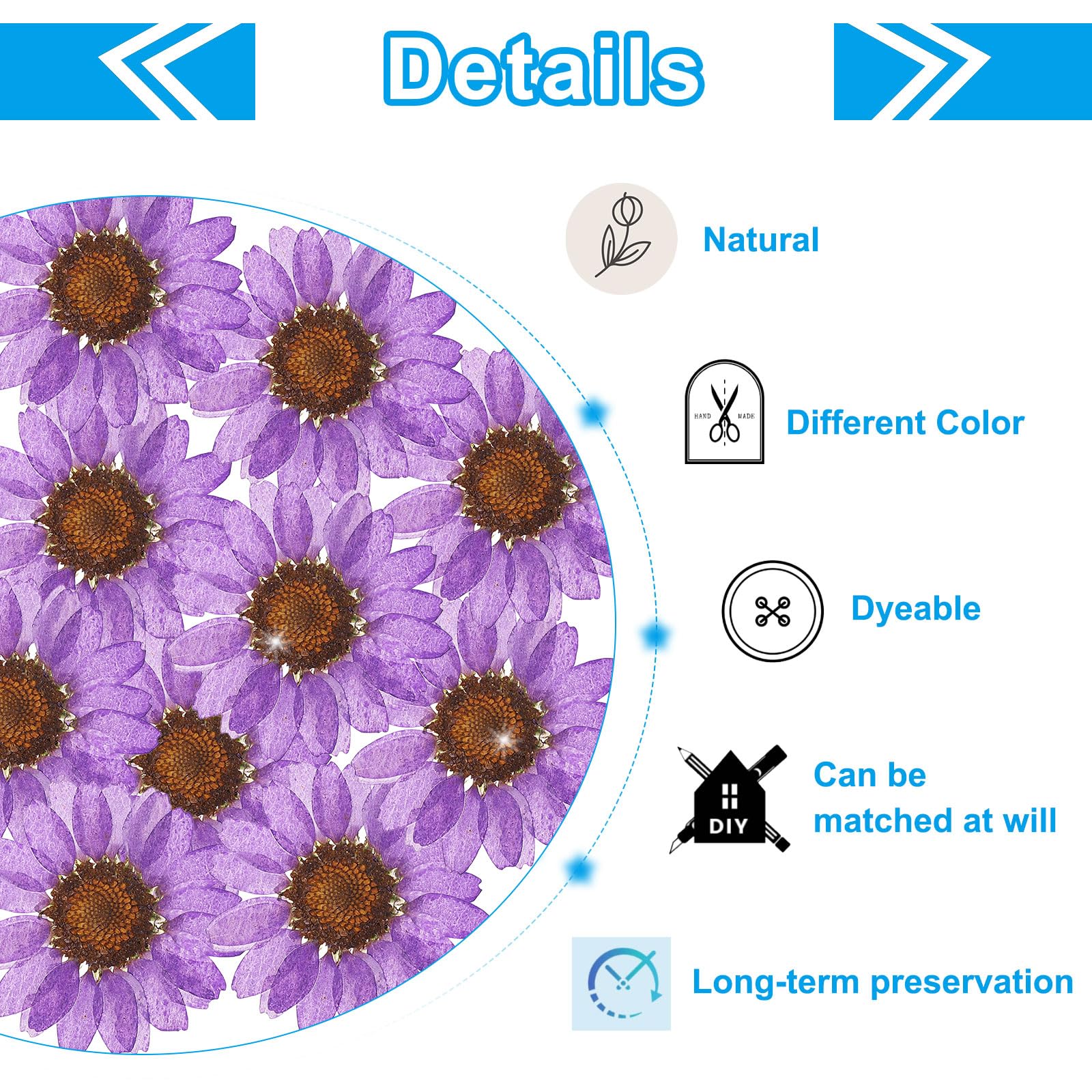PATIKIL 48 Pcs Dried Pressed Flower Natural Dried Daisy Flower for DIY Art Crafts House Decoration Nails Decoration,Deep Purple - Image 3
