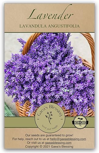 Gaea's Blessing Semillas - Semillas de lavanda - Semillas tradicionales sin OMG con instrucciones fáciles de seguir (idioma español no garantizado)
