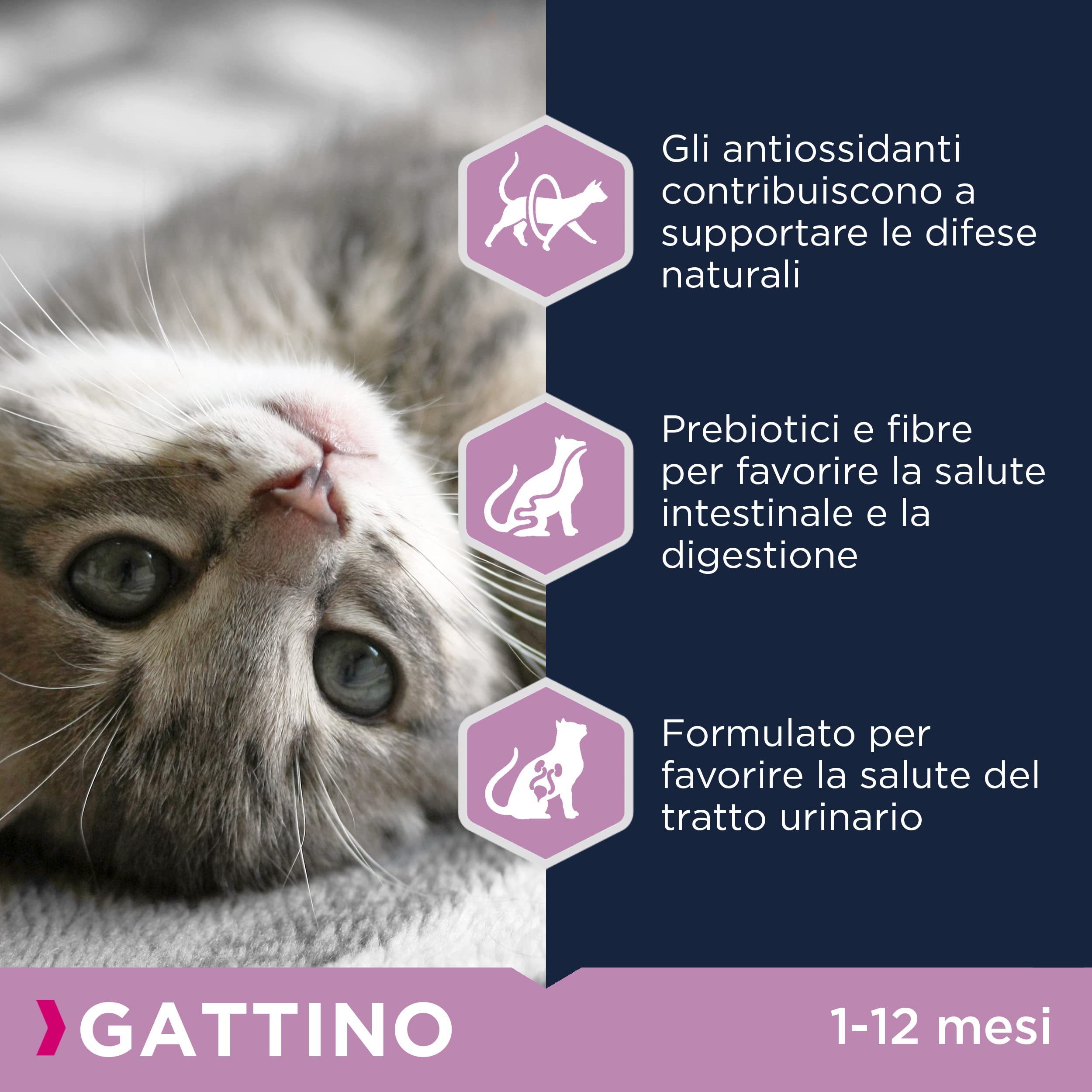 Eukanuba Alimento secco per gattini in crescita,ricca di pollo fresco, 2 kg