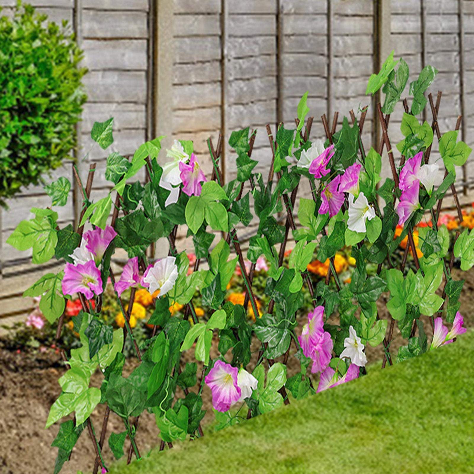 Amazon.co.jp: shopparadise 朝顔 グリーンフェンス 緑のカーテン