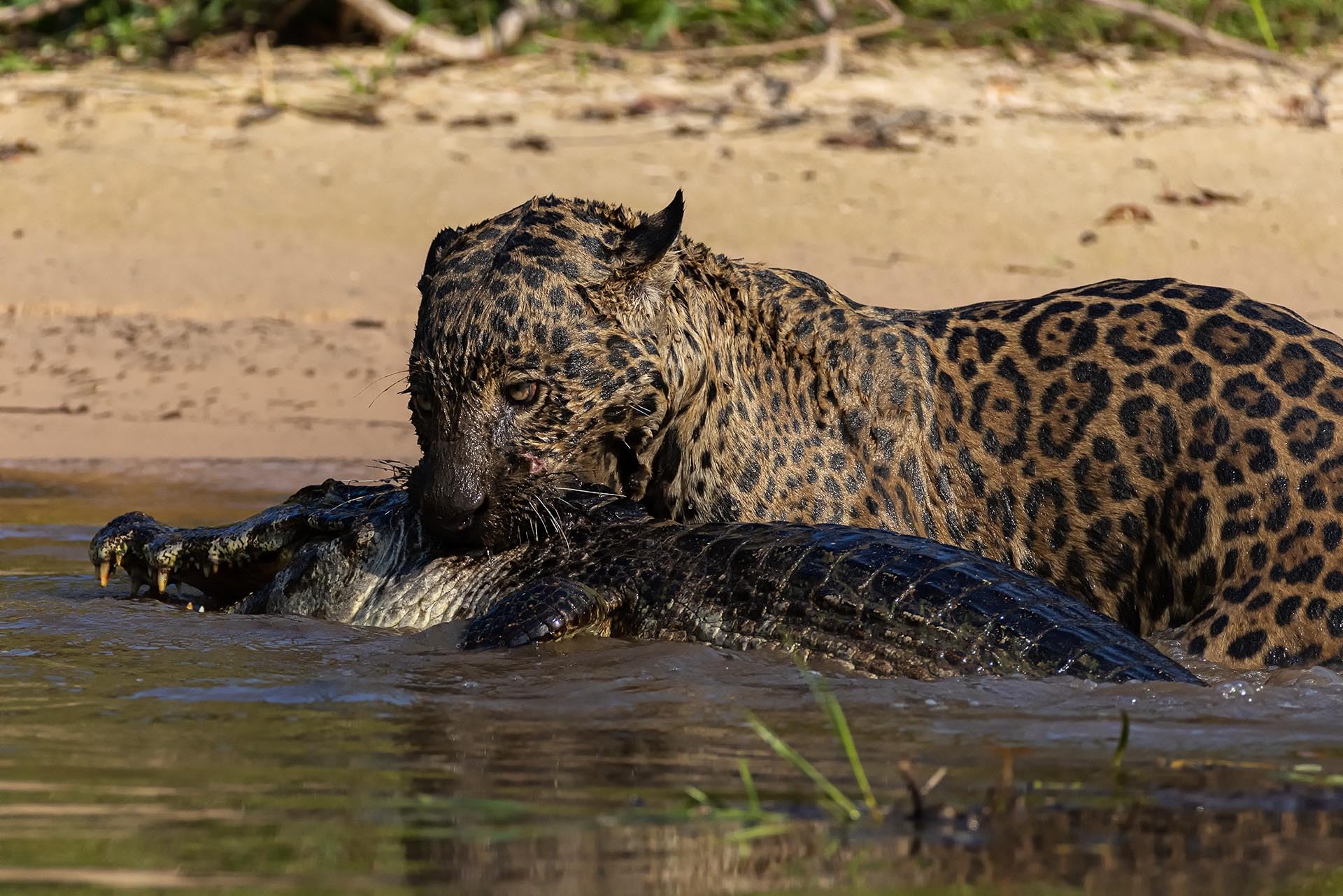 Pantanal: Leben im Zyklus von Überschwemmung und Dürre