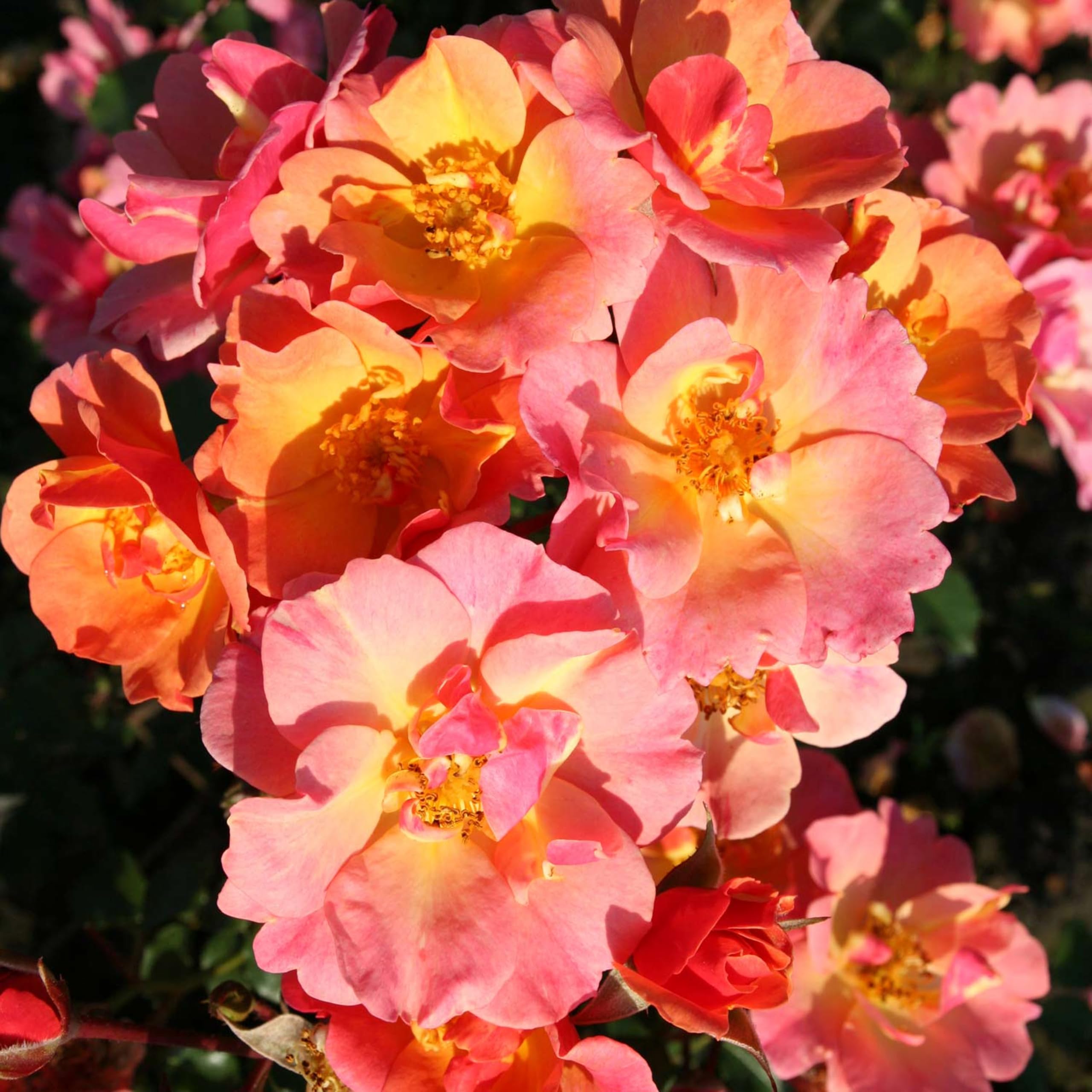 Rose Jazz® - Bodendeckerrose mehrfarbige Blüten in Orange Apricot Gelb - Kleinstrauchrose Pflanze Duftend Winterhart Halbschattig Mehltau-Resistent von Garten Schlüter - Pflanzen in Top Qualität
