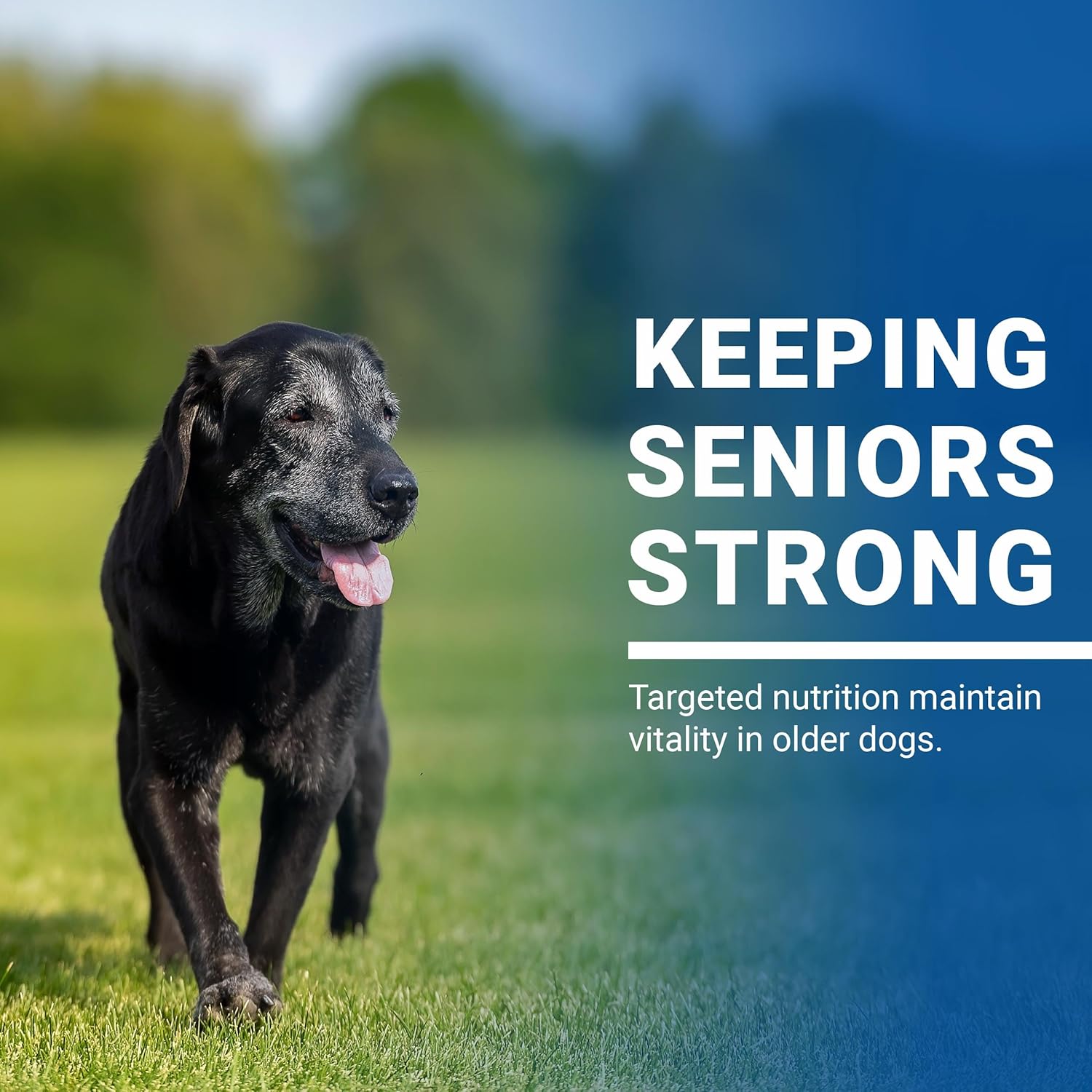 VPS SynovialMax Hip & Joint Soft Chews for Dogs, 240 count