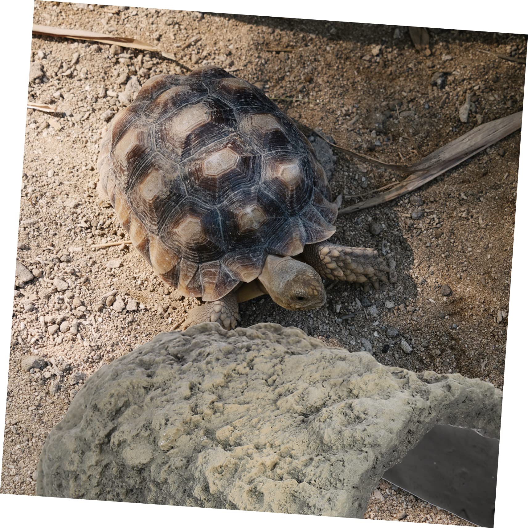 POPETPOP Casa De Resina para Tortugas Refugio Decorativo para Terrarios y Acuarios De Reptiles Escondite Natural para Lagartos y Otros Animales Plataforma De Descanso Multiusos