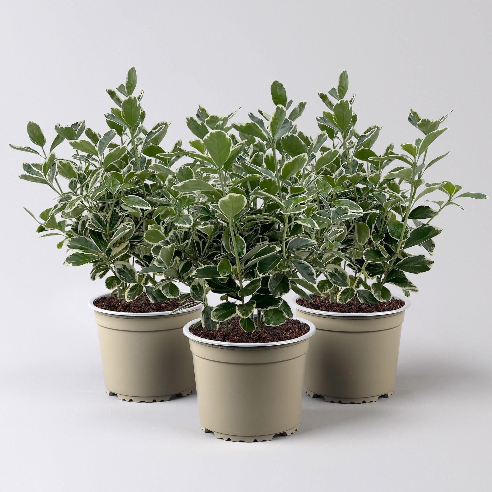 Pflanzen-Kölle Euonymus japonicus 'Kathy'Ⓢ 3er-Set